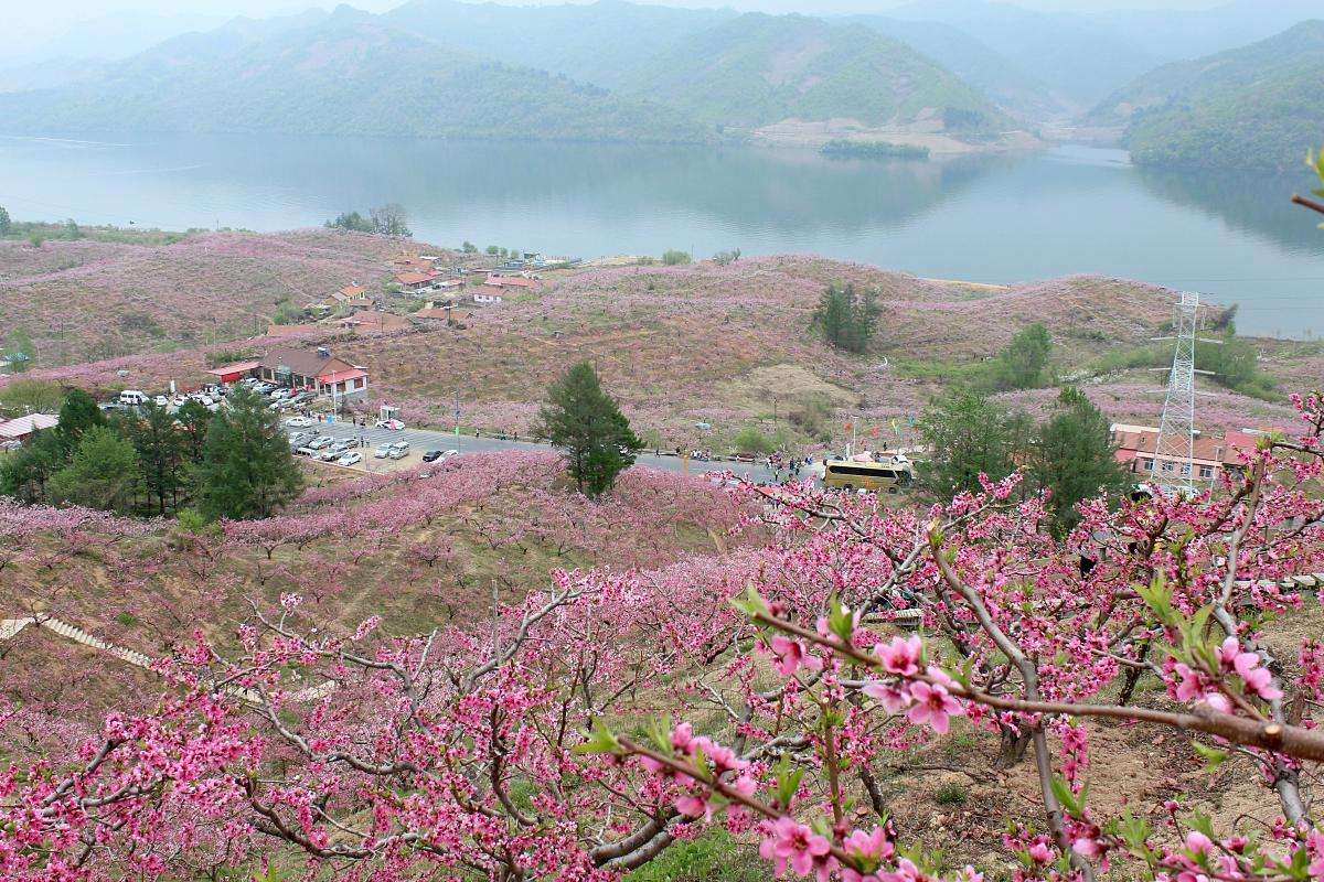 美丽的辽宁丹东桃花节