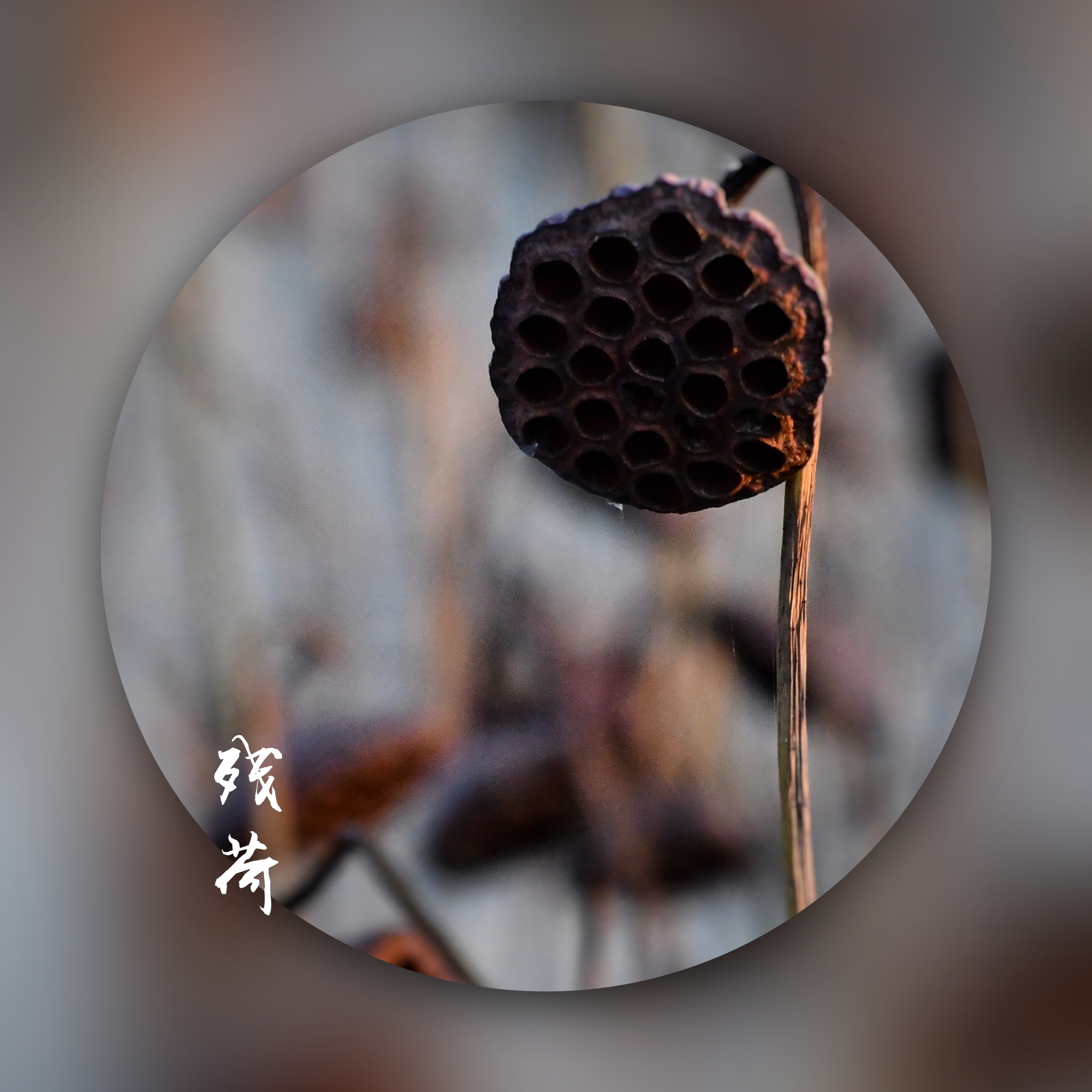 孤独之箭美摄视界用镜头寻找美第14期vv藕断丝连残荷