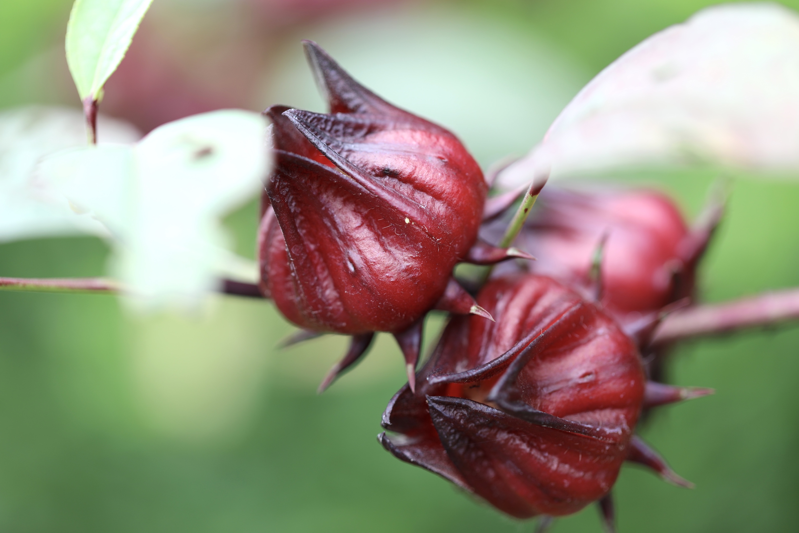 首发洛神花植物中的红宝石