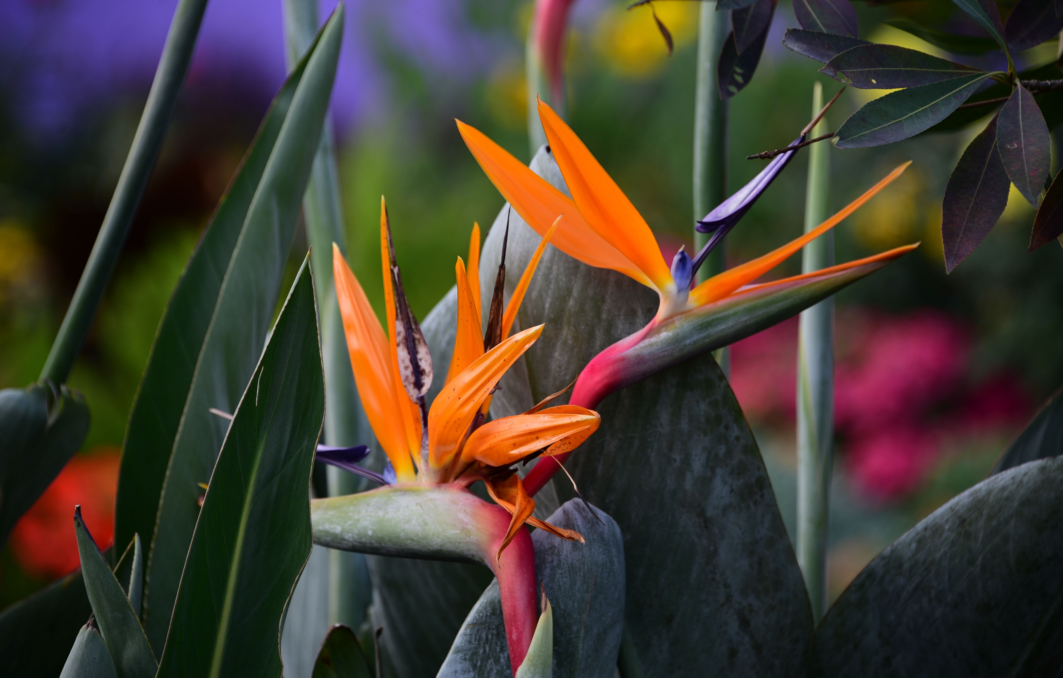 (首发)广州过年,花城看花!