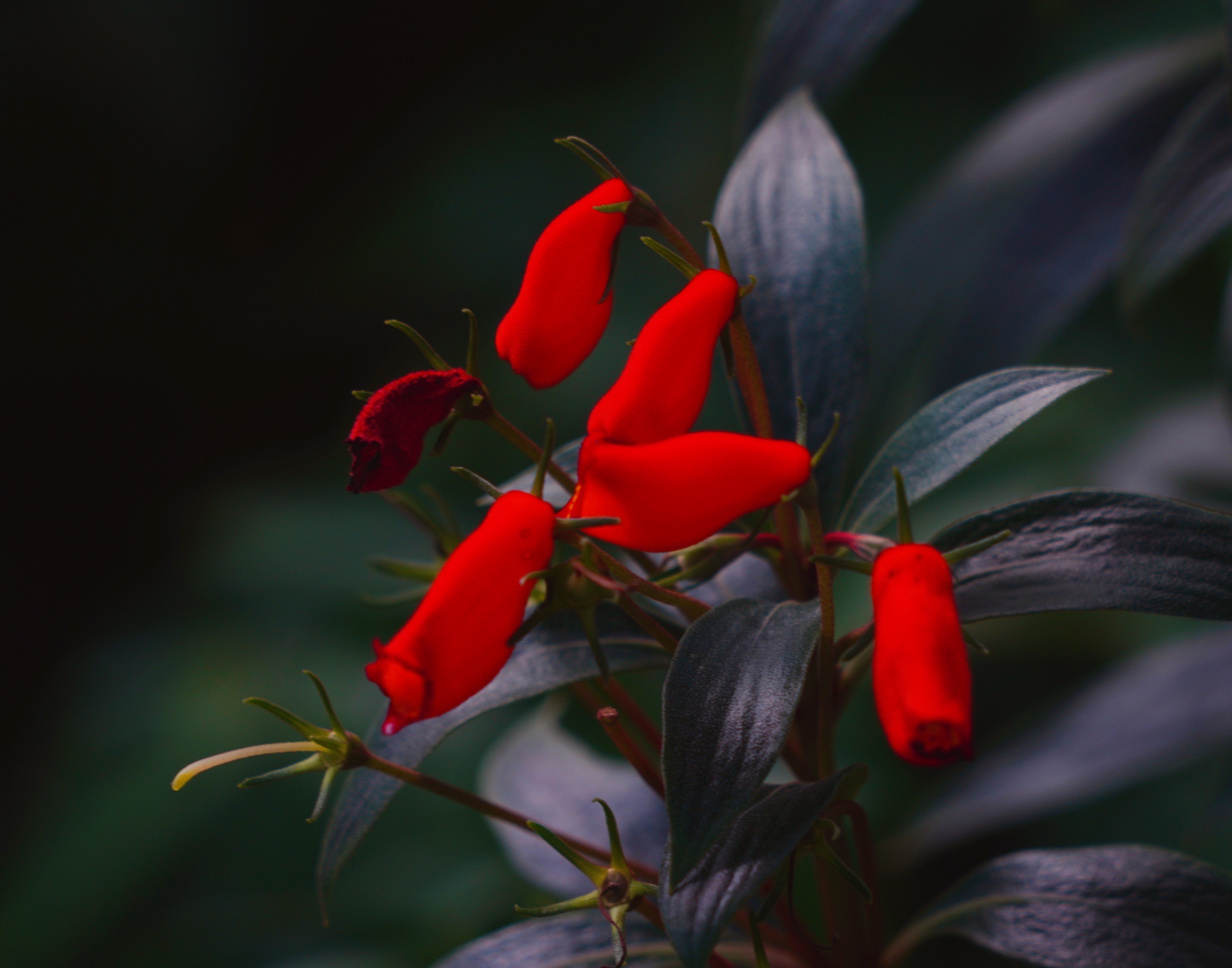 风和日丽【美摄视界】:【原创首发】小岩桐 - vv