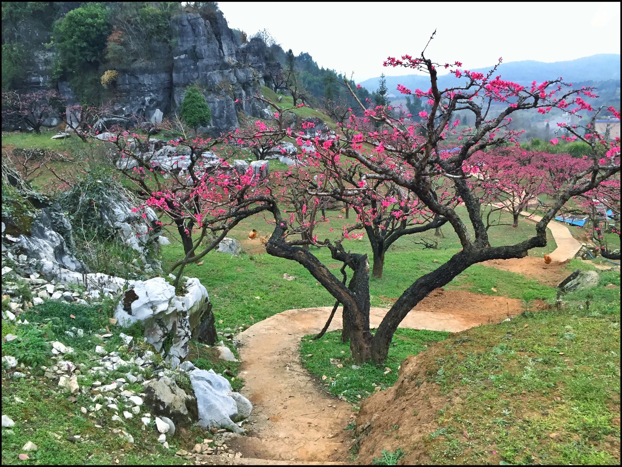 春天,是最美好的时节.桃花,是春天里最美的风景.