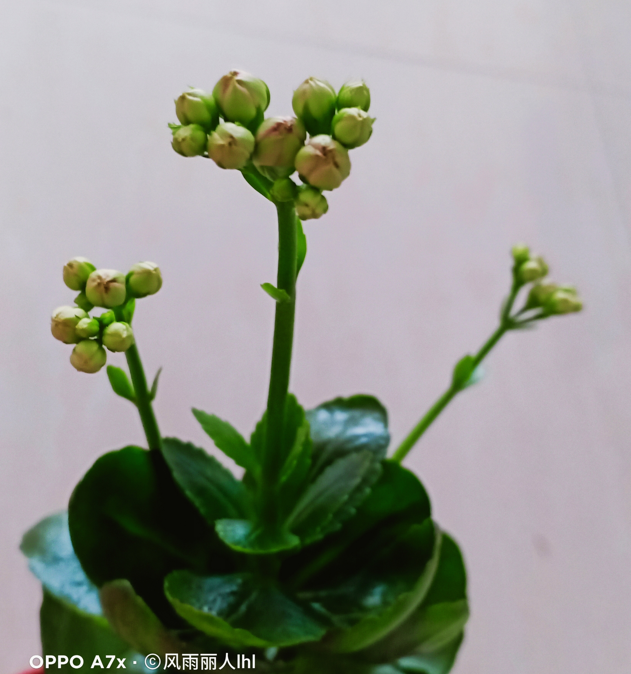 这盆叫长寿花别名别名矮生伽蓝菜圣诞伽蓝
