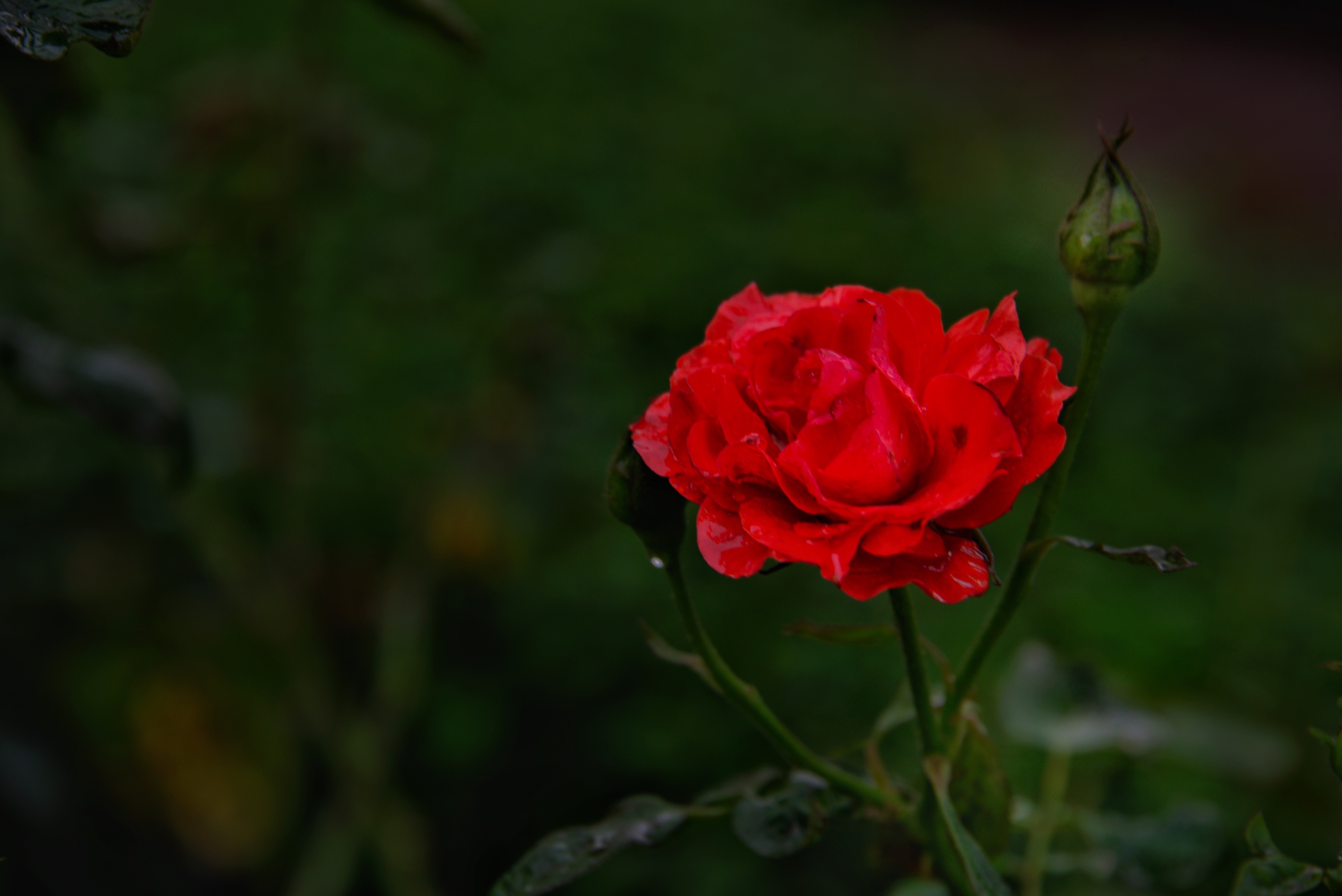 高清鲜花壁纸图片意境图片