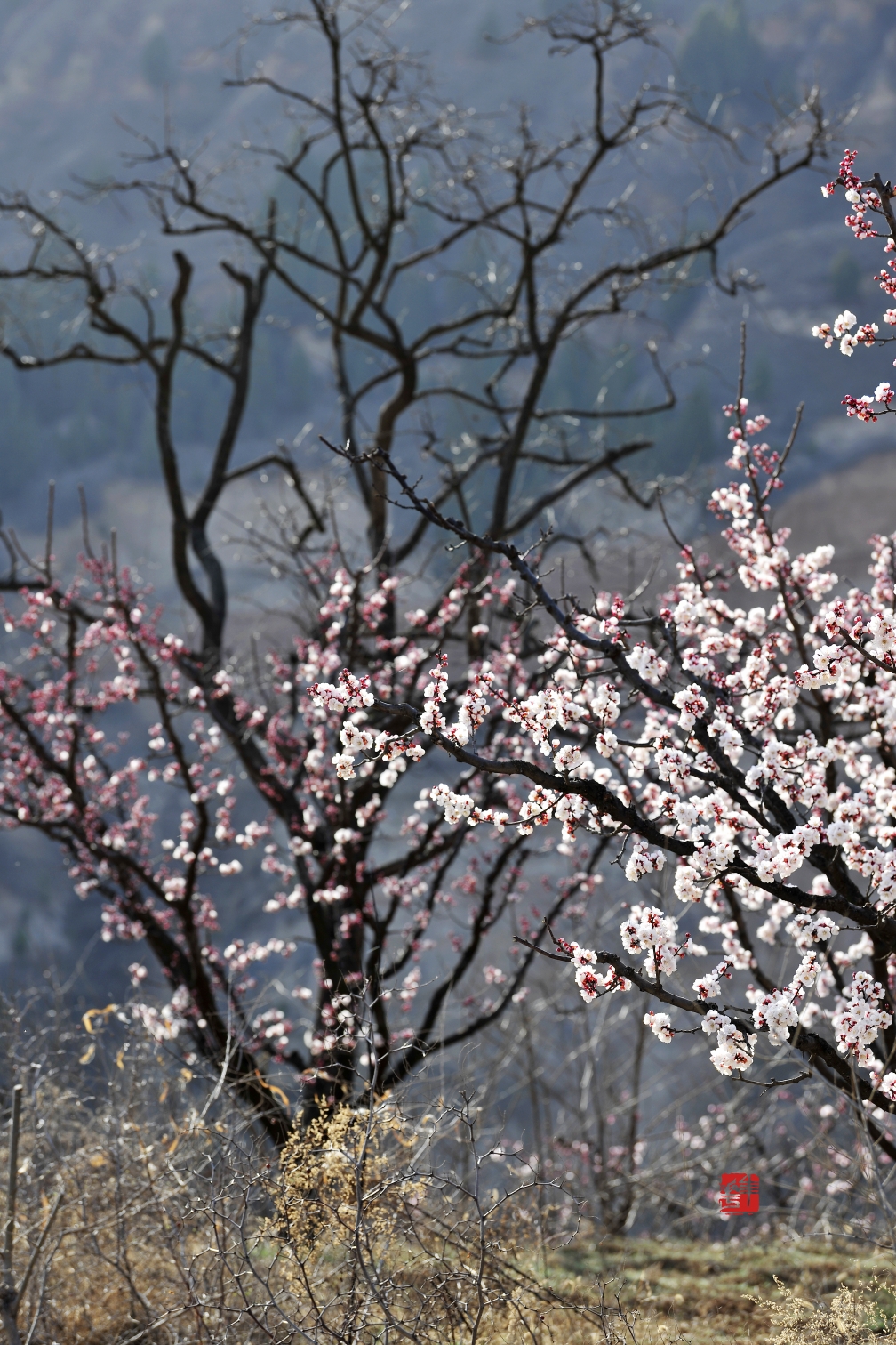 岭那个高哟          山沟沟那个长          遍野的白花花开的那叫旺