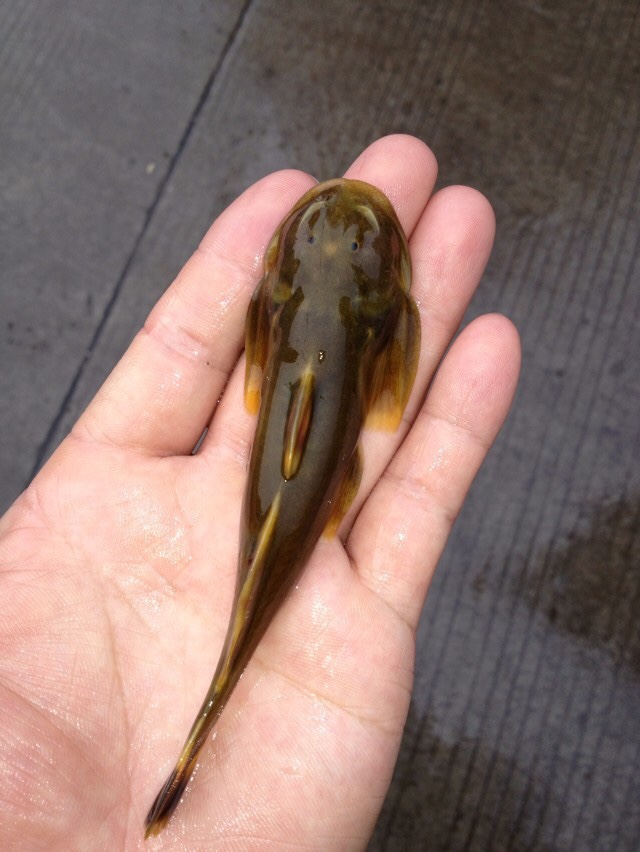 广西贺州龟石水库鱼种图片