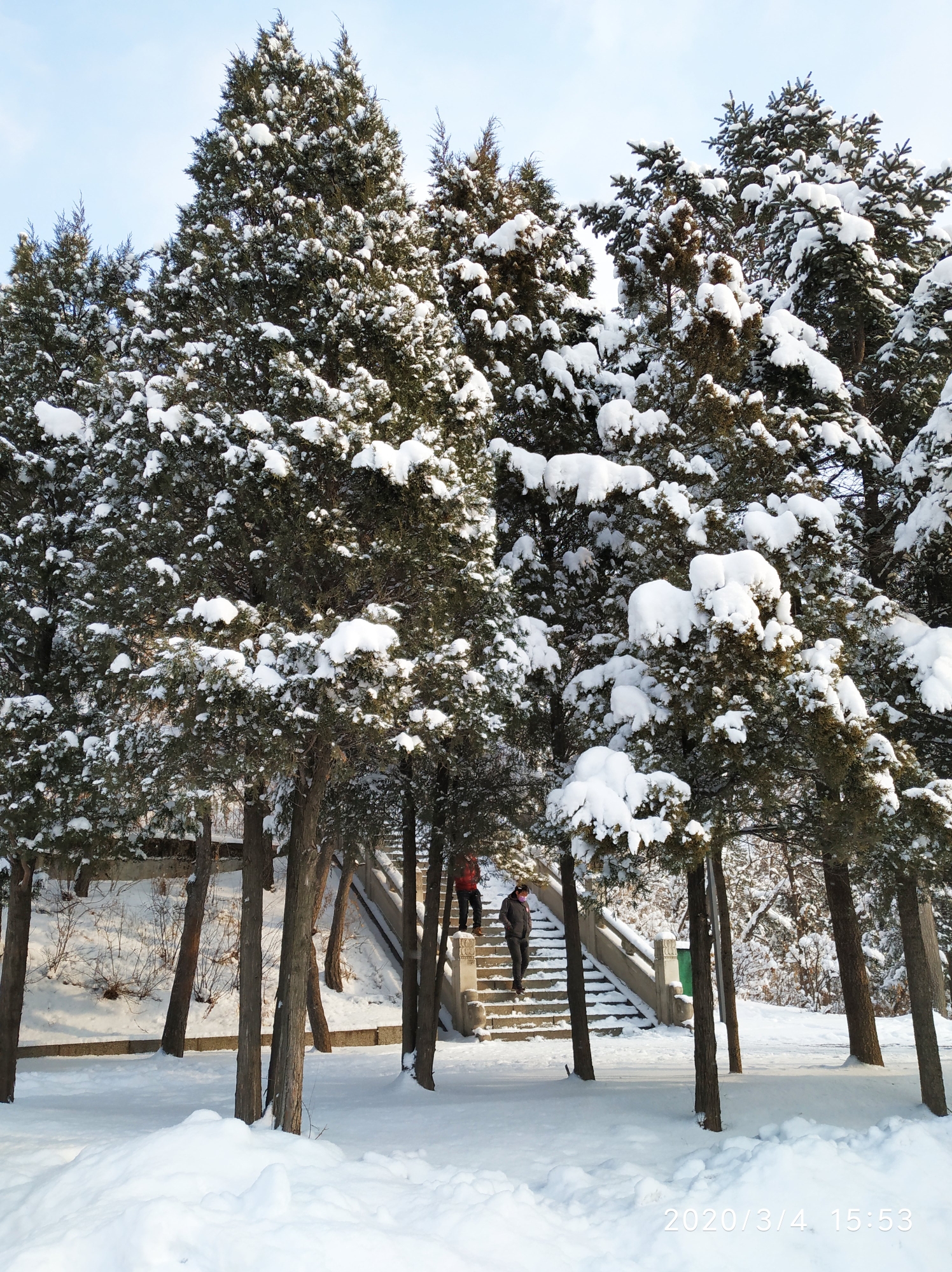 这是人民英雄纪念碑下方的护碑松,松柏苍绿,雪挂洁白,每当