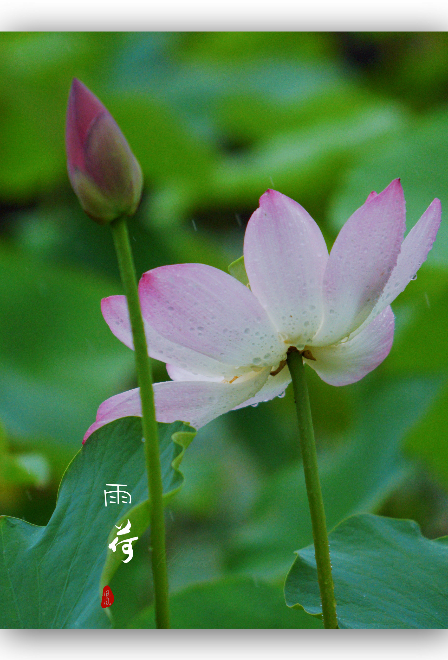 雨水打在花朵图片唯美图片