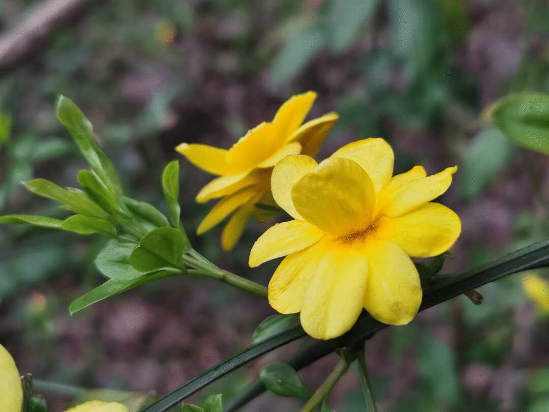 迎春花的诗句(迎春花的诗句小学)