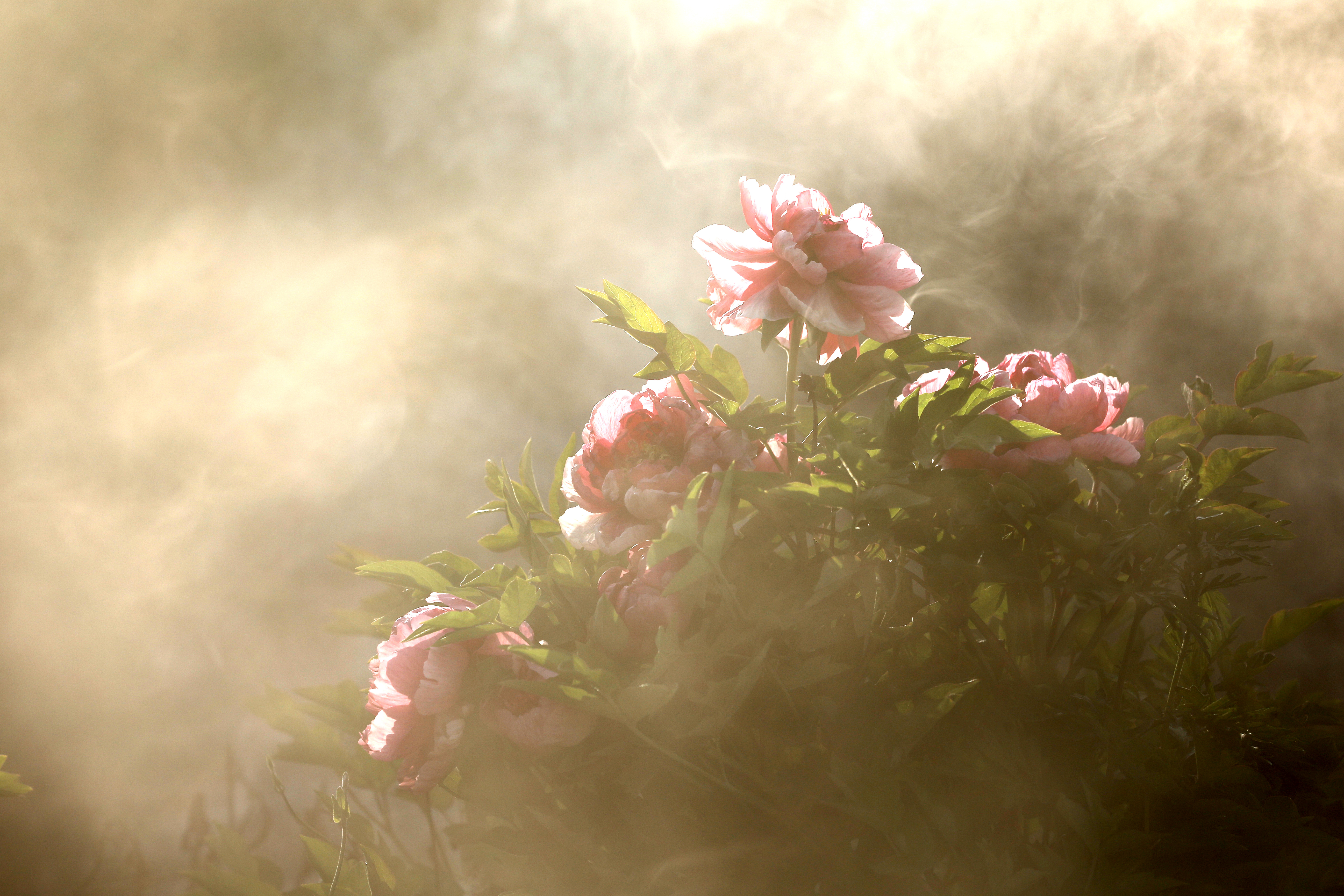 红艳袅烟疑欲语