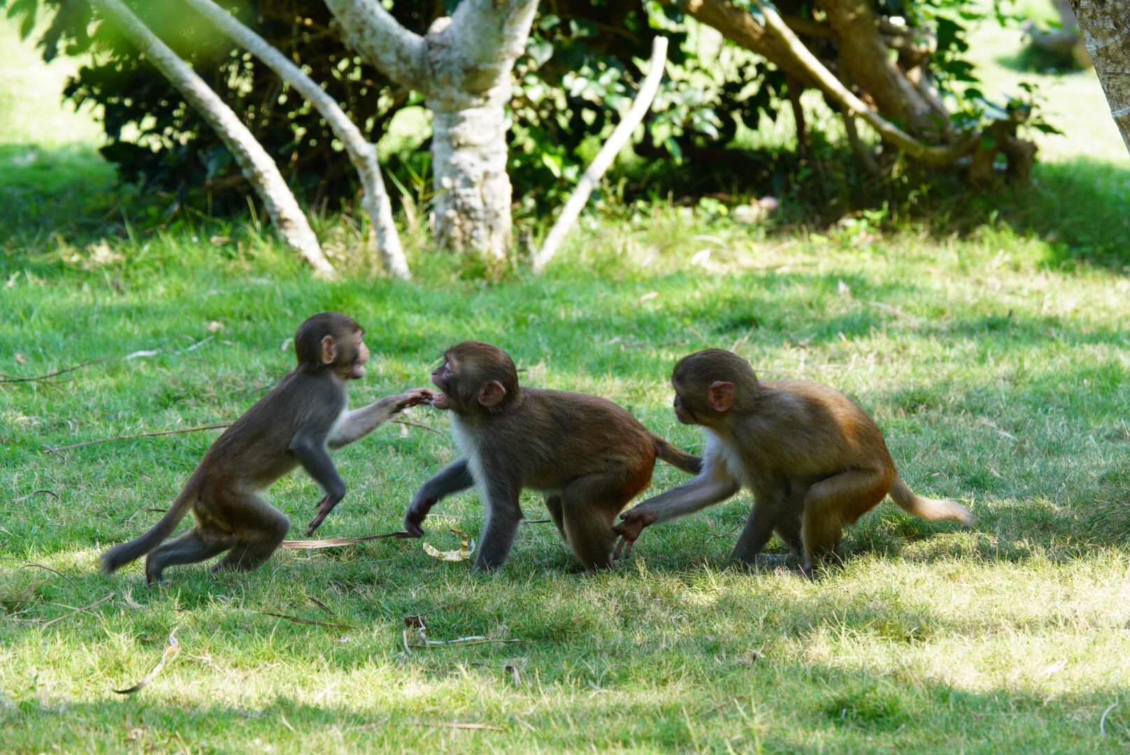 2019年春节游南湾猴岛