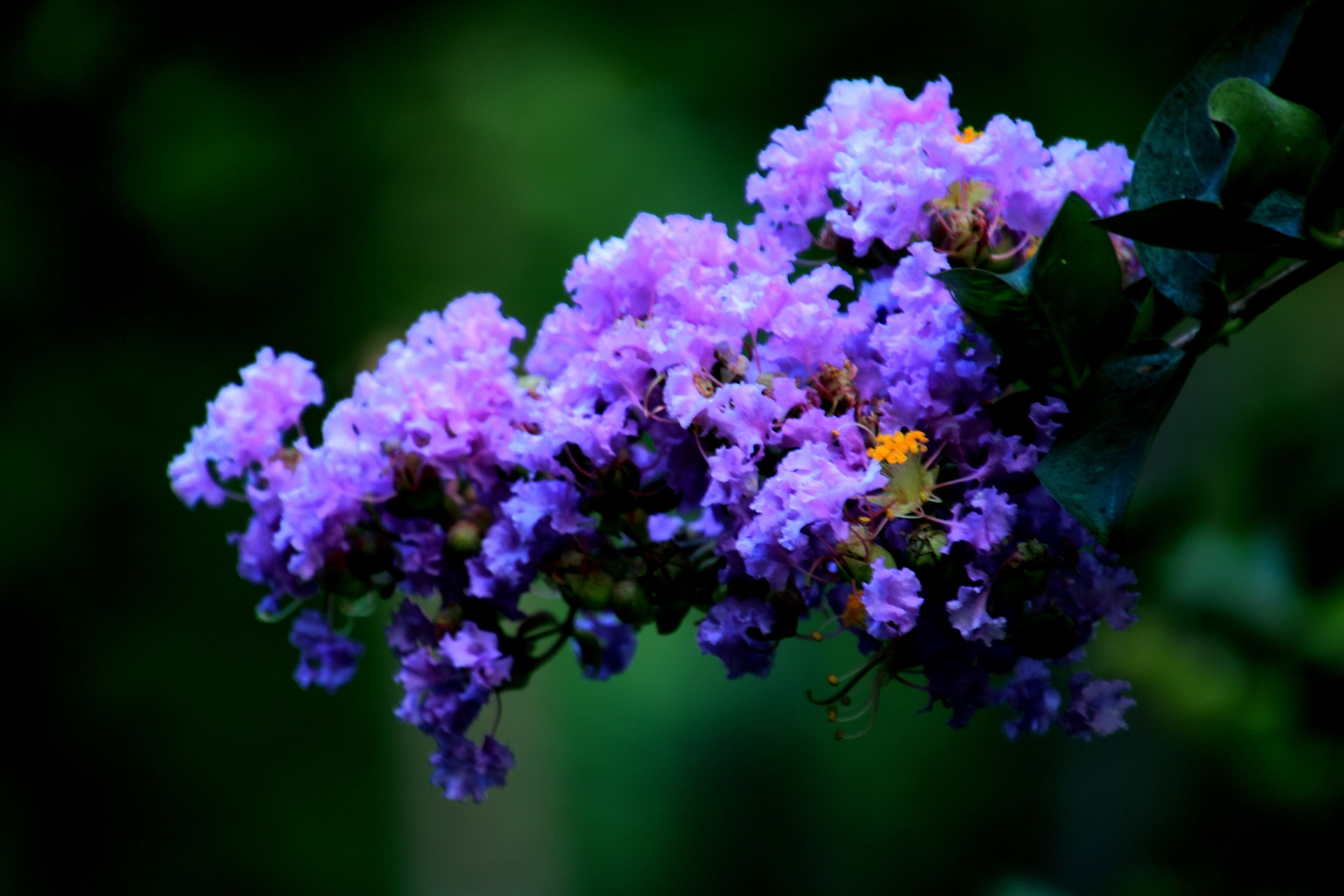 《庭院悠悠》容华婉婉明朝霞紫薇花篇