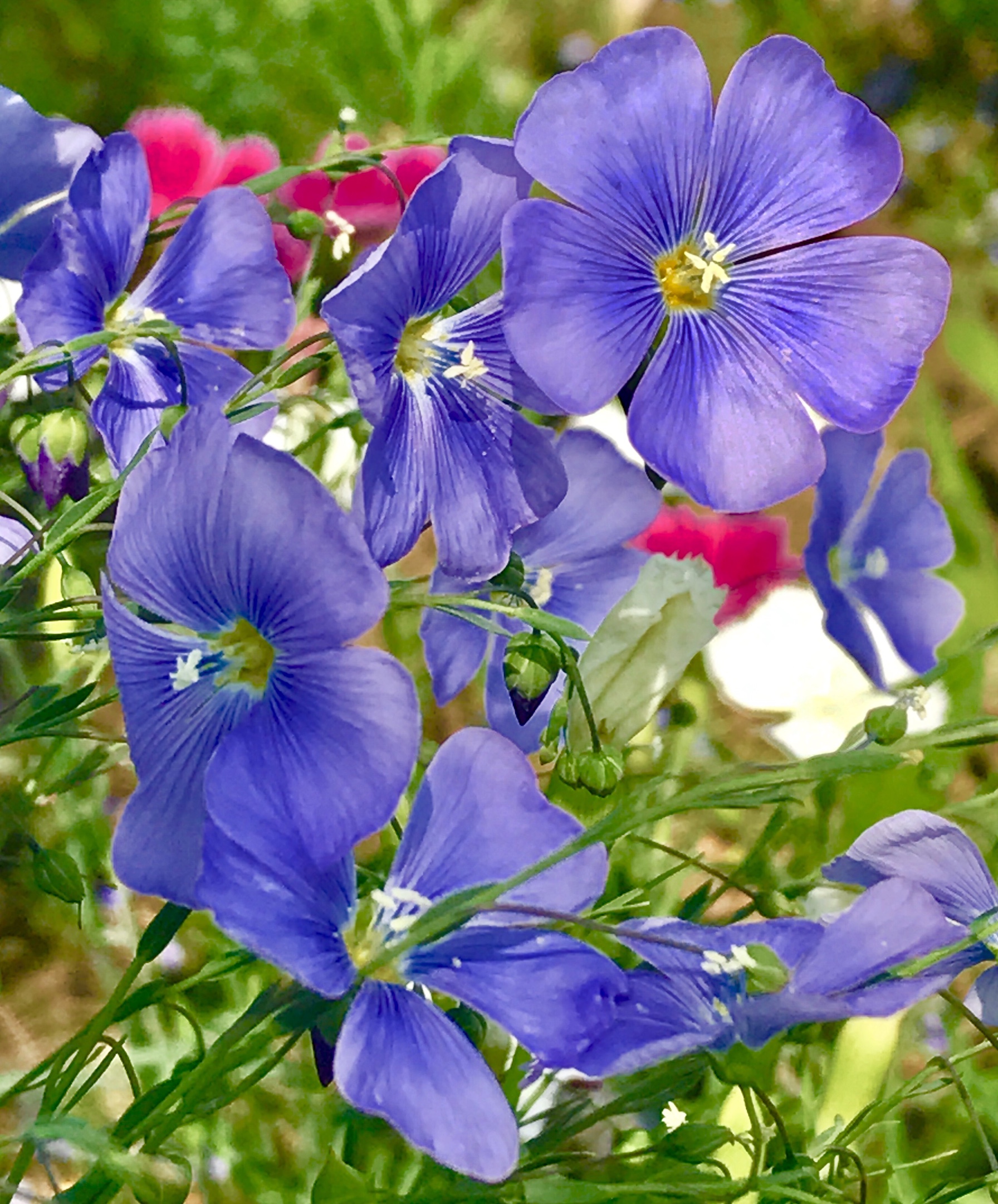 漂亮的石竹花,吸允着大地恩赐的精酿,拥抱着六月的阳光,尽情地绽放!
