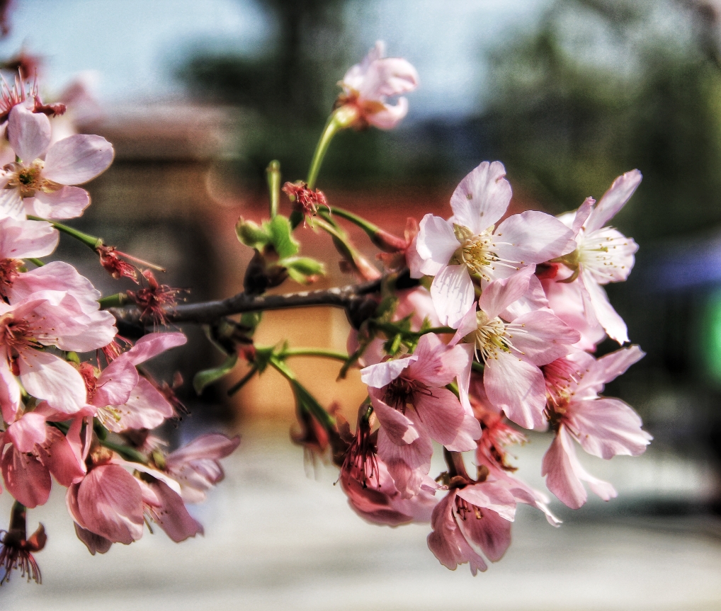 樱花与爱情 (泉州海丝樱花园拍摄花絮)
