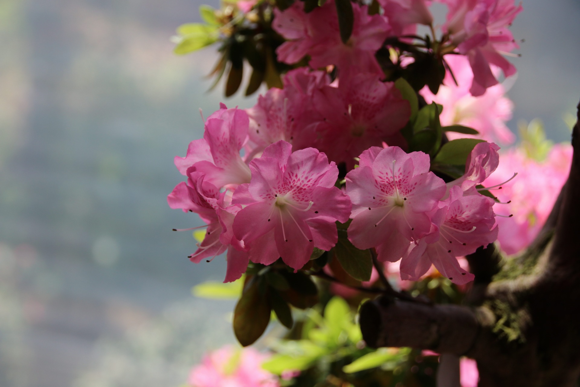 漳平永福杜鹃花盛开芬芳