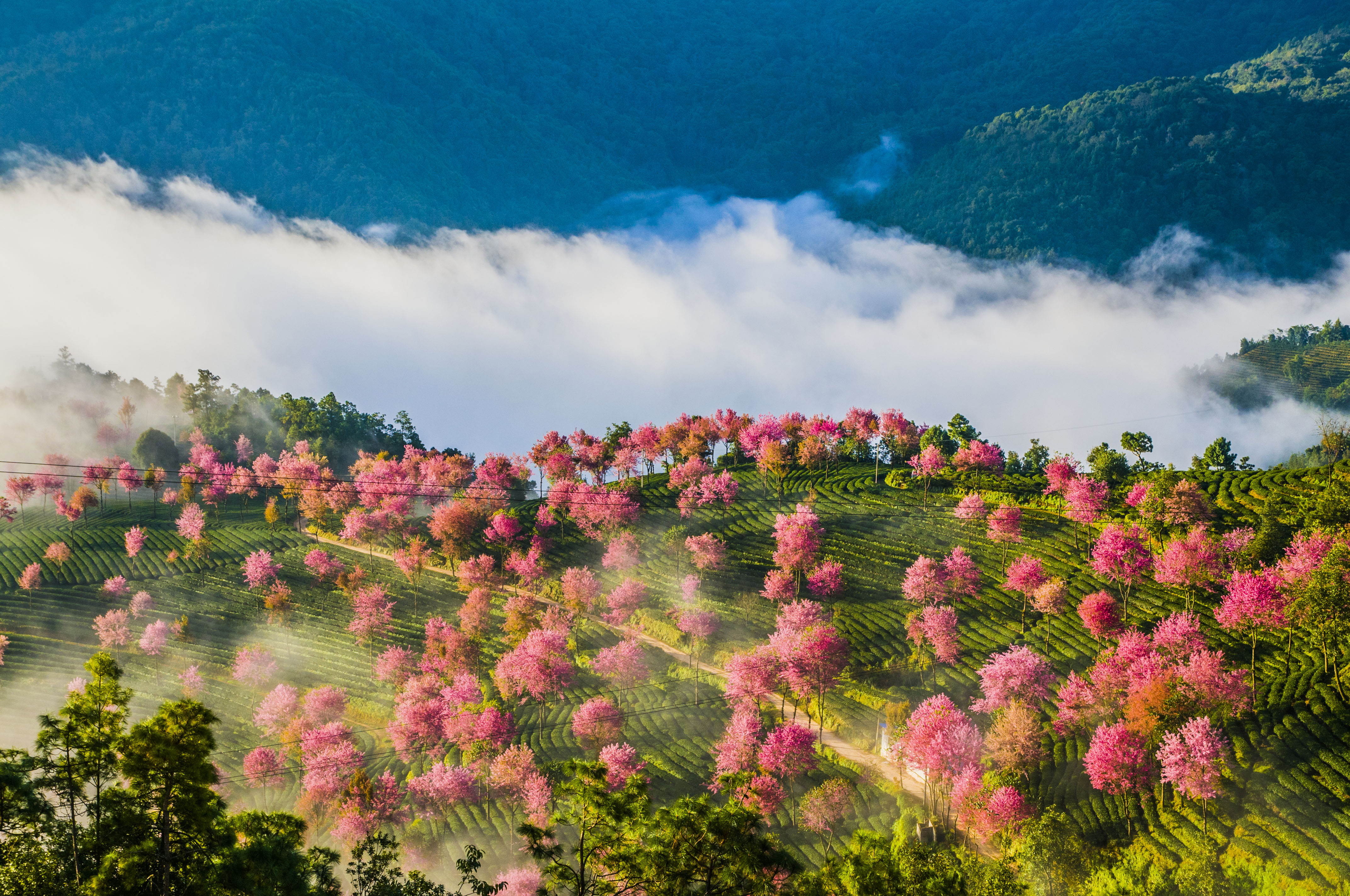 南涧樱花谷.层层绿色的茶山,点缀着粉红的冬樱花.