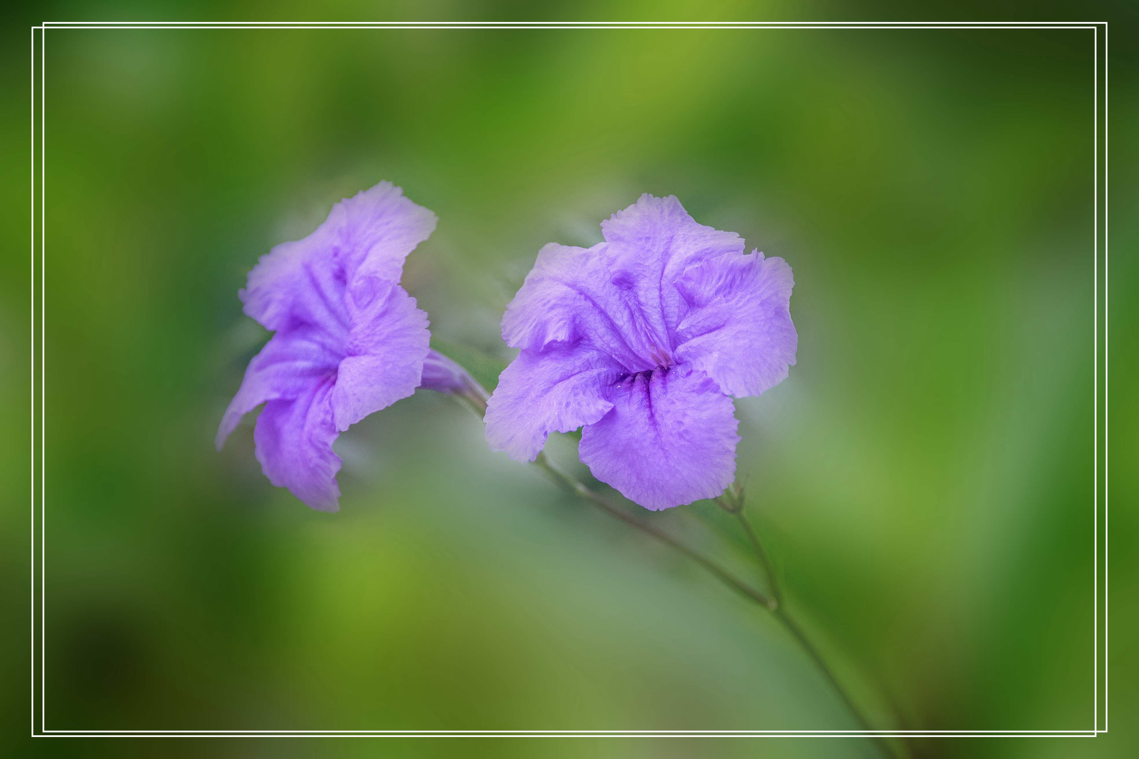 清新淡雅蓝花草
