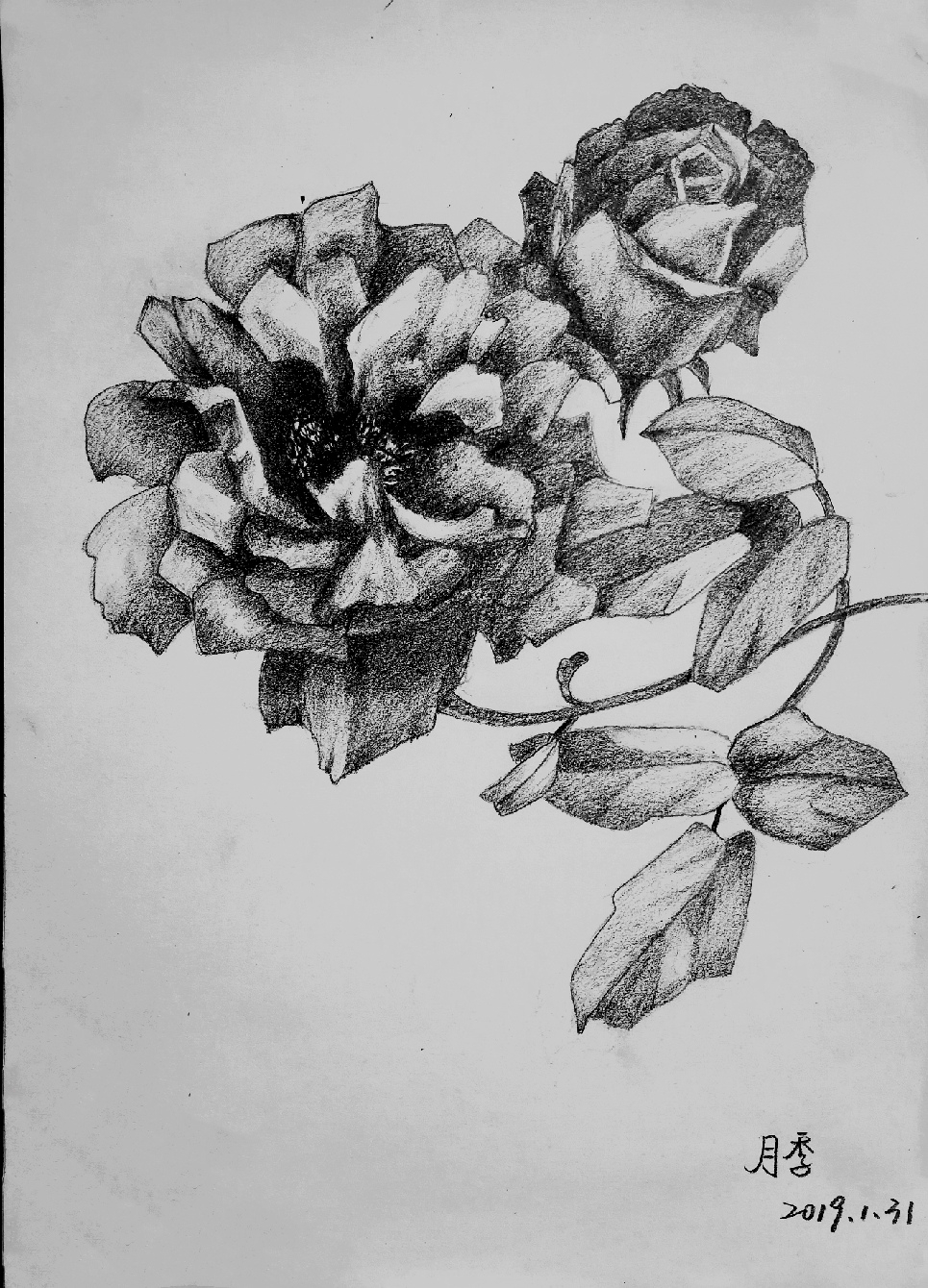 精微素描植物花卉图片