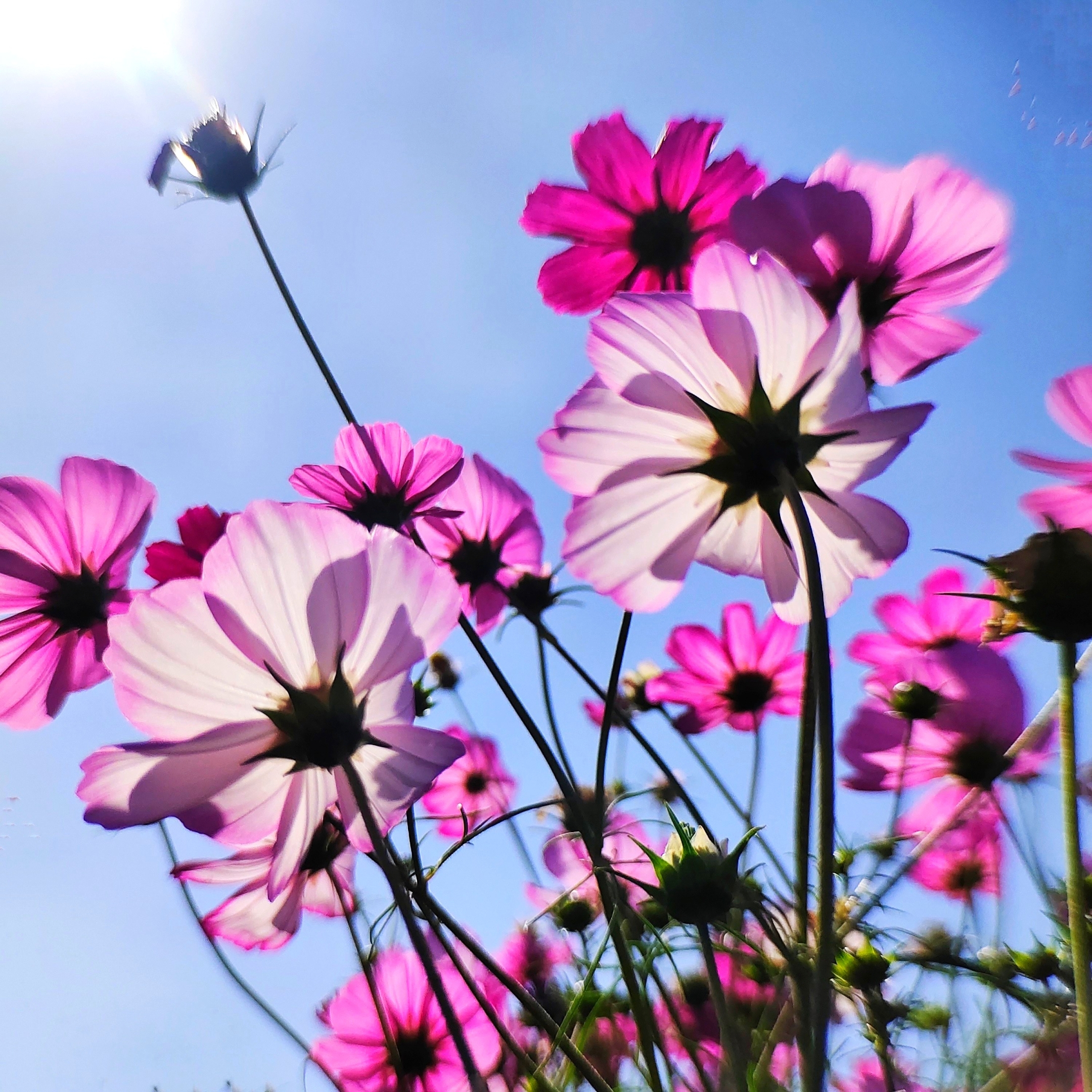 首发我最爱的格桑花