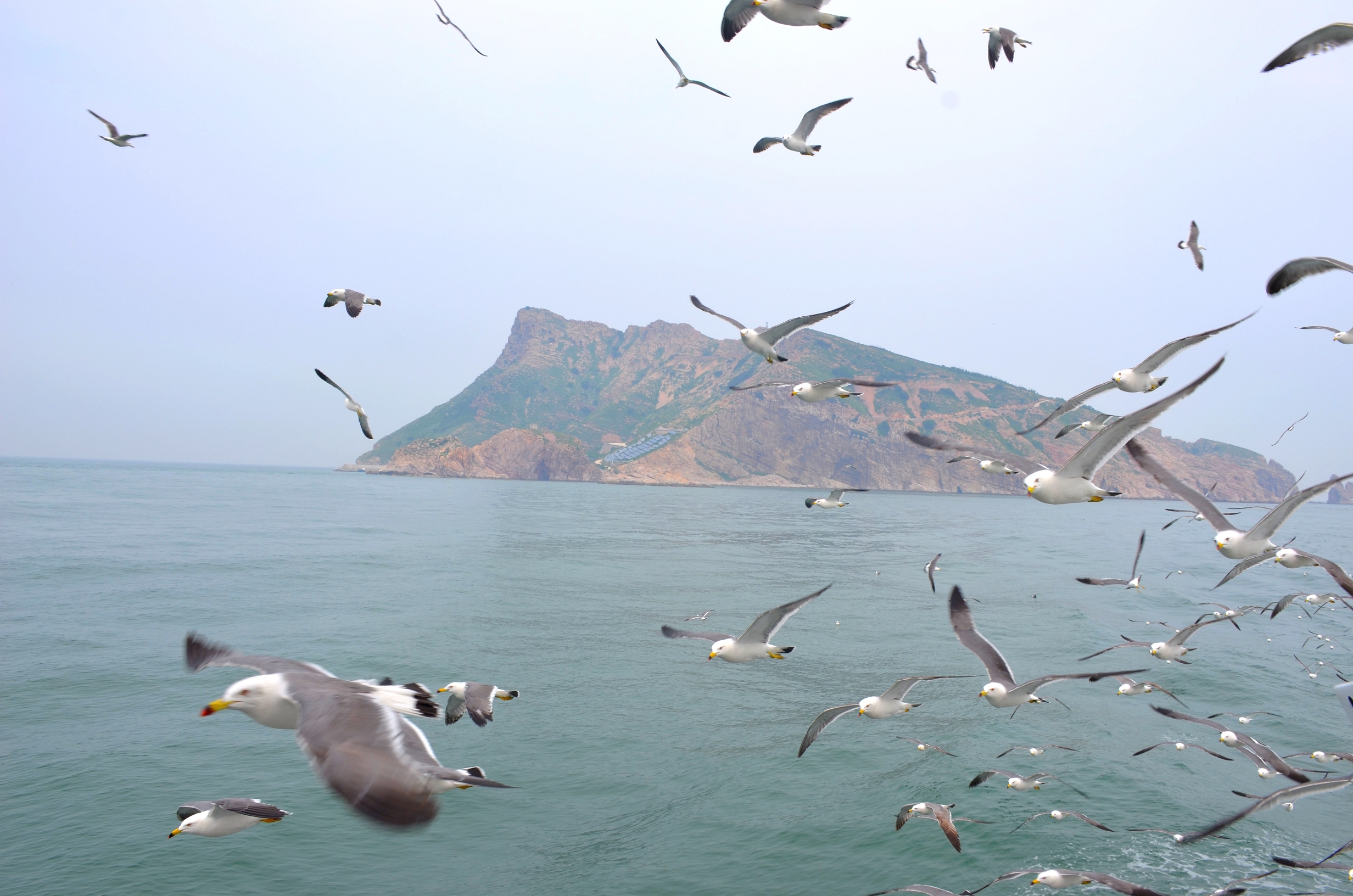 长岛之行万鸟岛