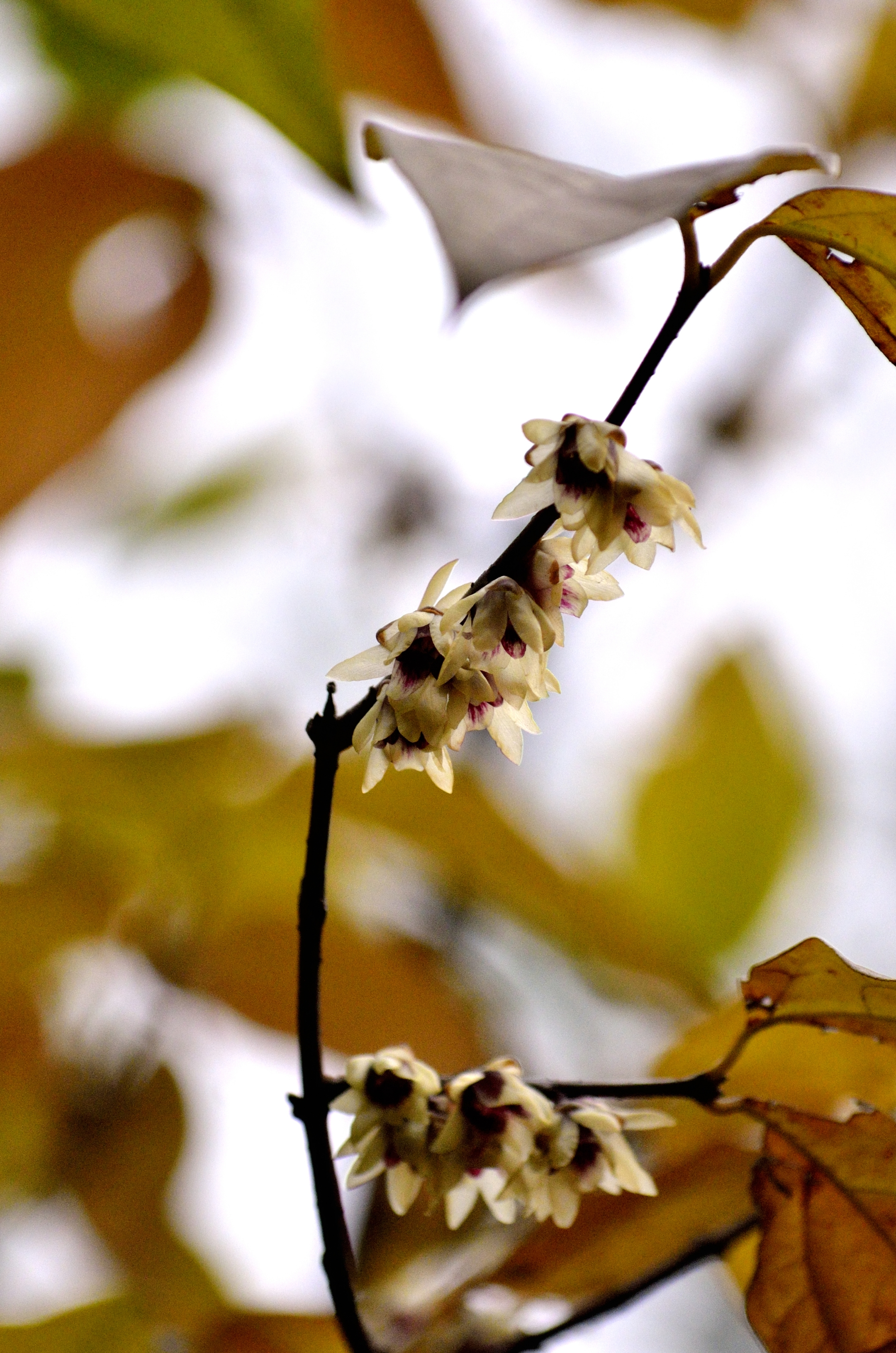 难得一见名贵腊梅馨口梅(首发)