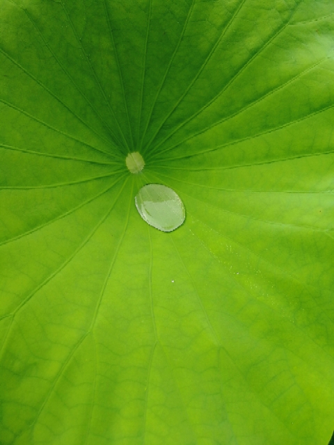 沧海一粟