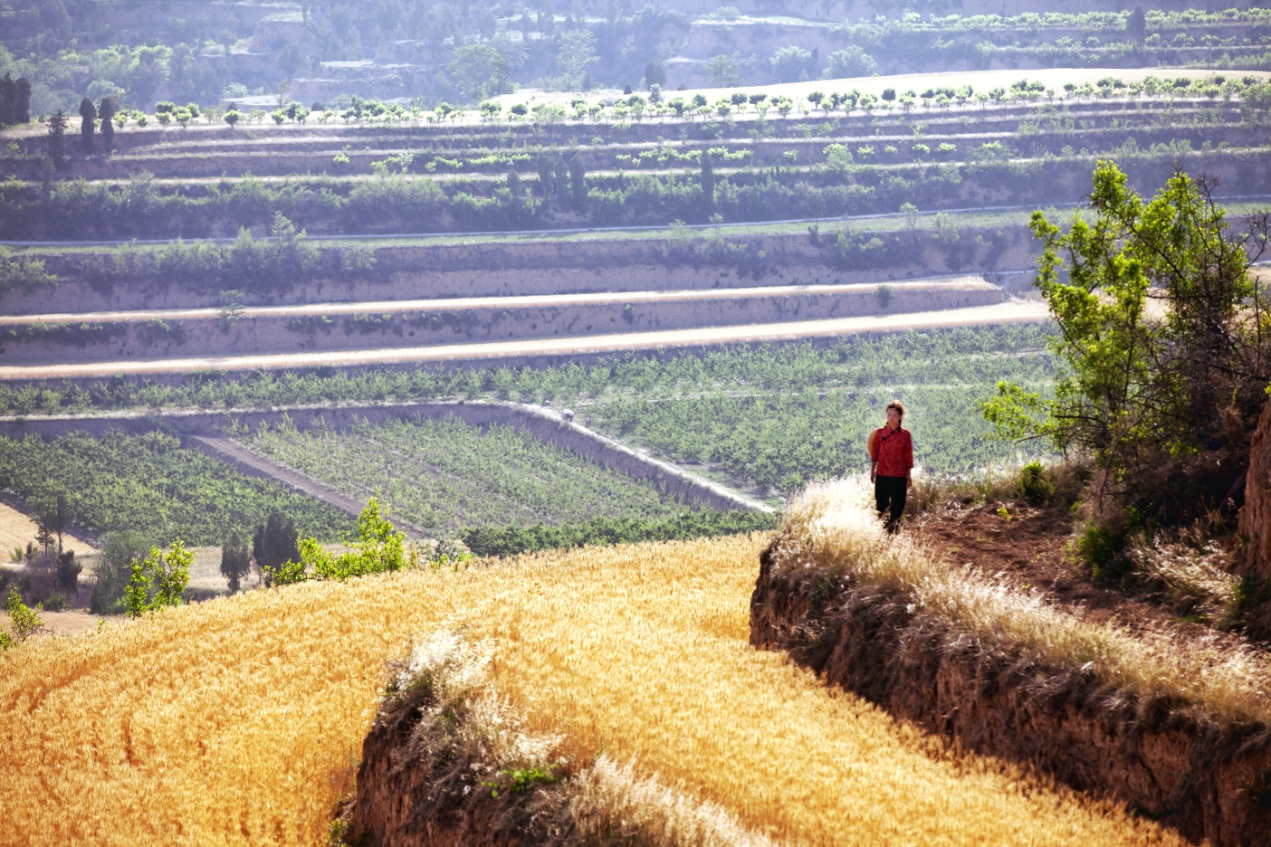 闻喜七里坡麦田活动剪影