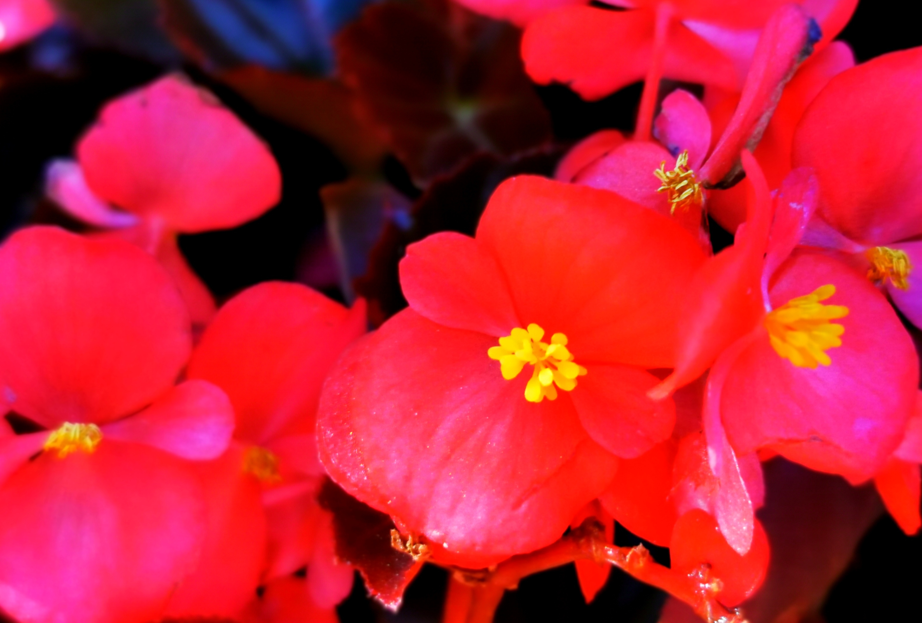 首发四季秋海棠玻璃翠