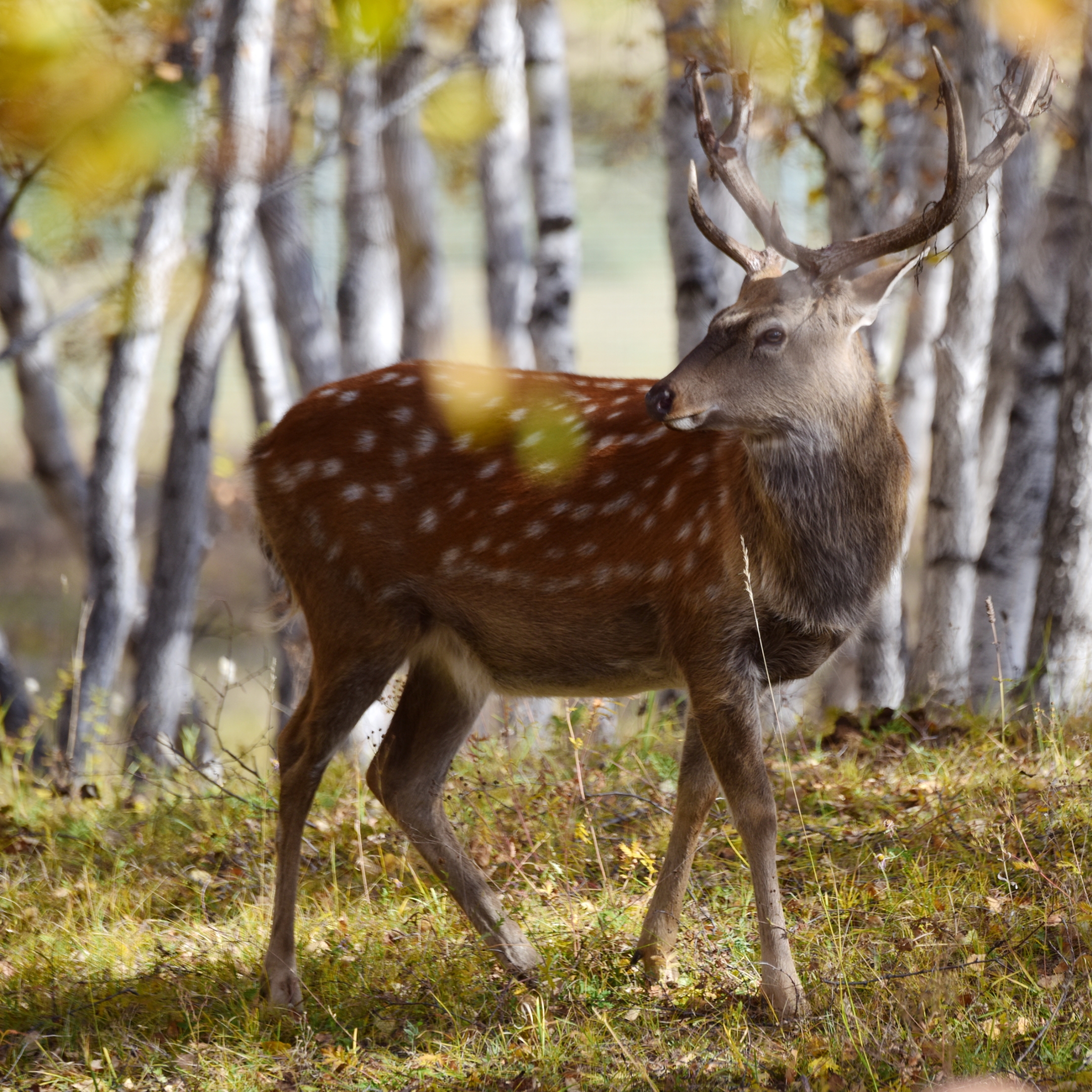 桦林鹿回头首发