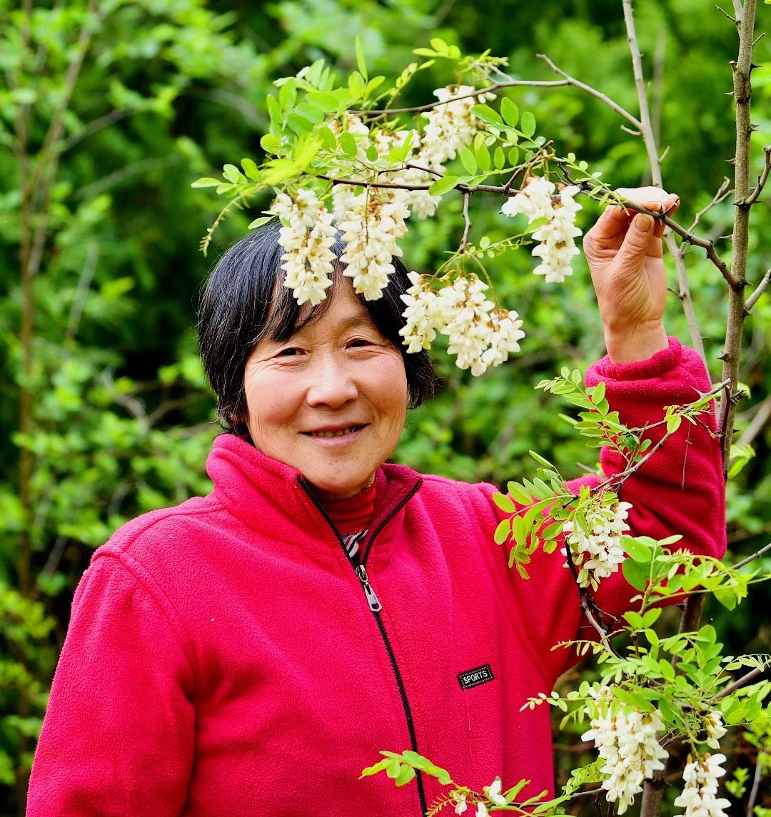 盧氏槐花節即將隆重開幕