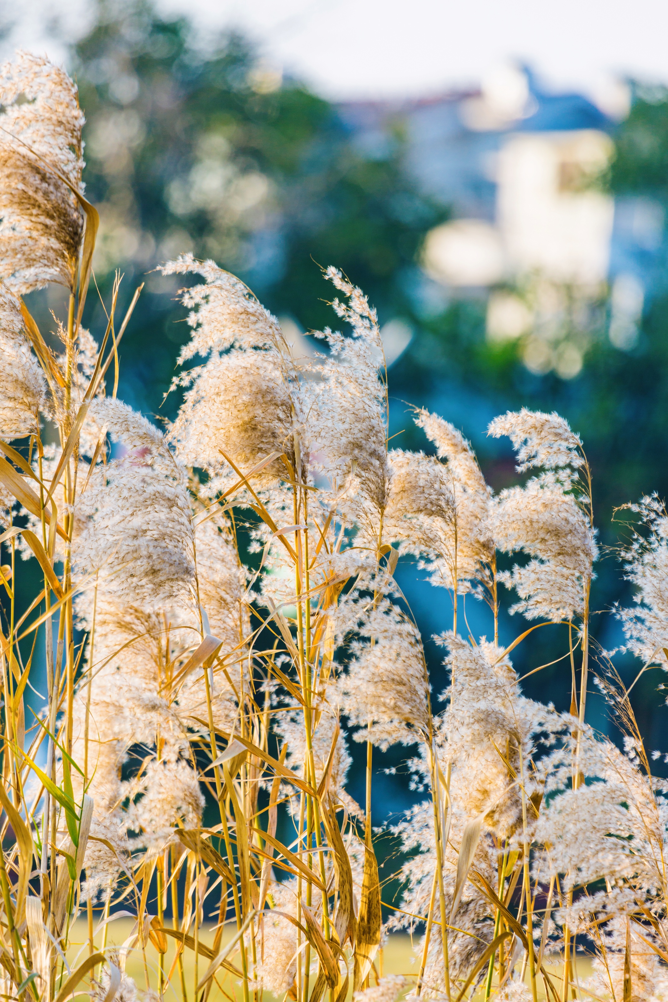 芦花飞舞漫天霜首发
