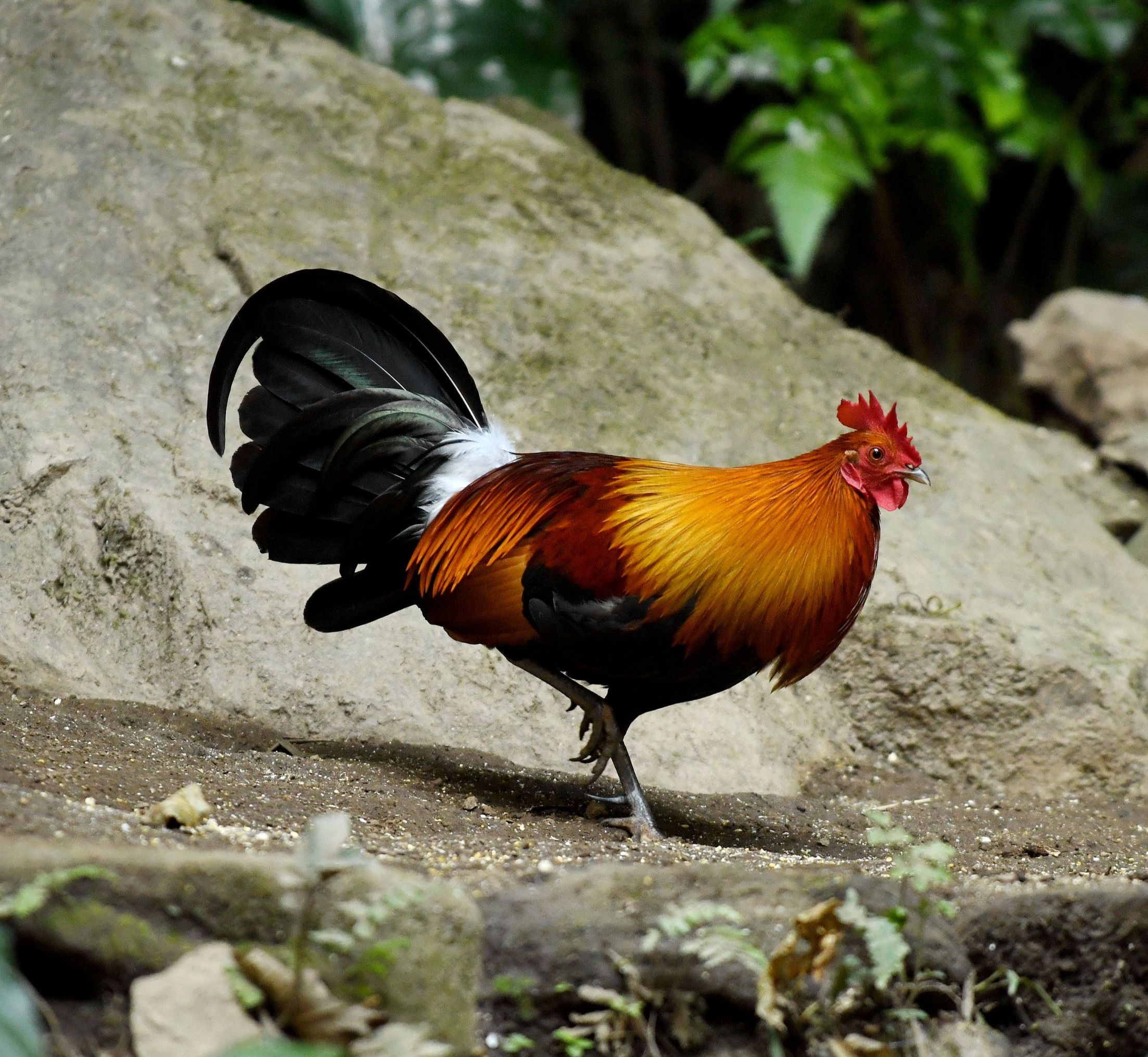 百鸟迎春首发我用镜头记录下的鸟儿第二部