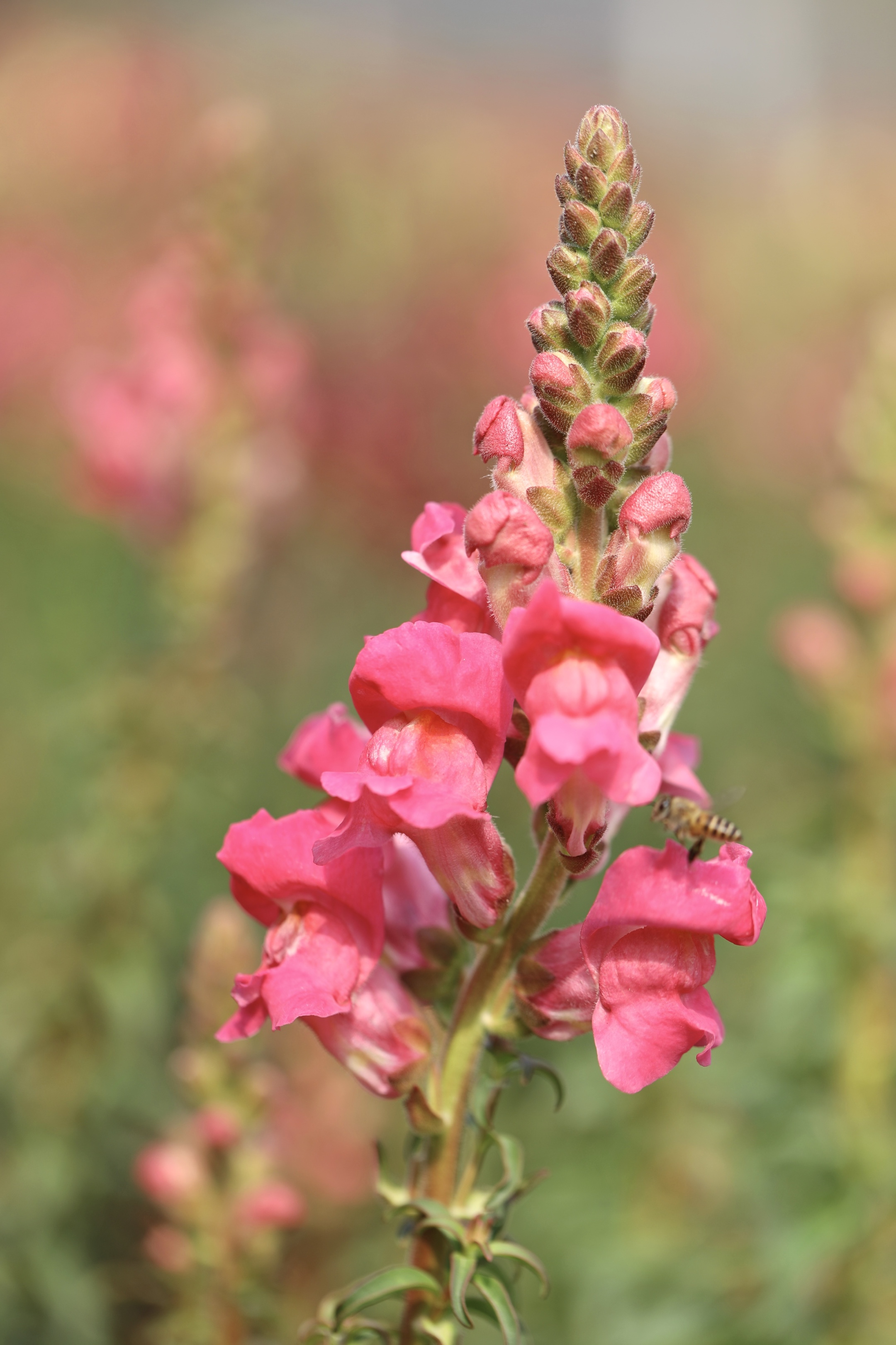 首发粉色金鱼草