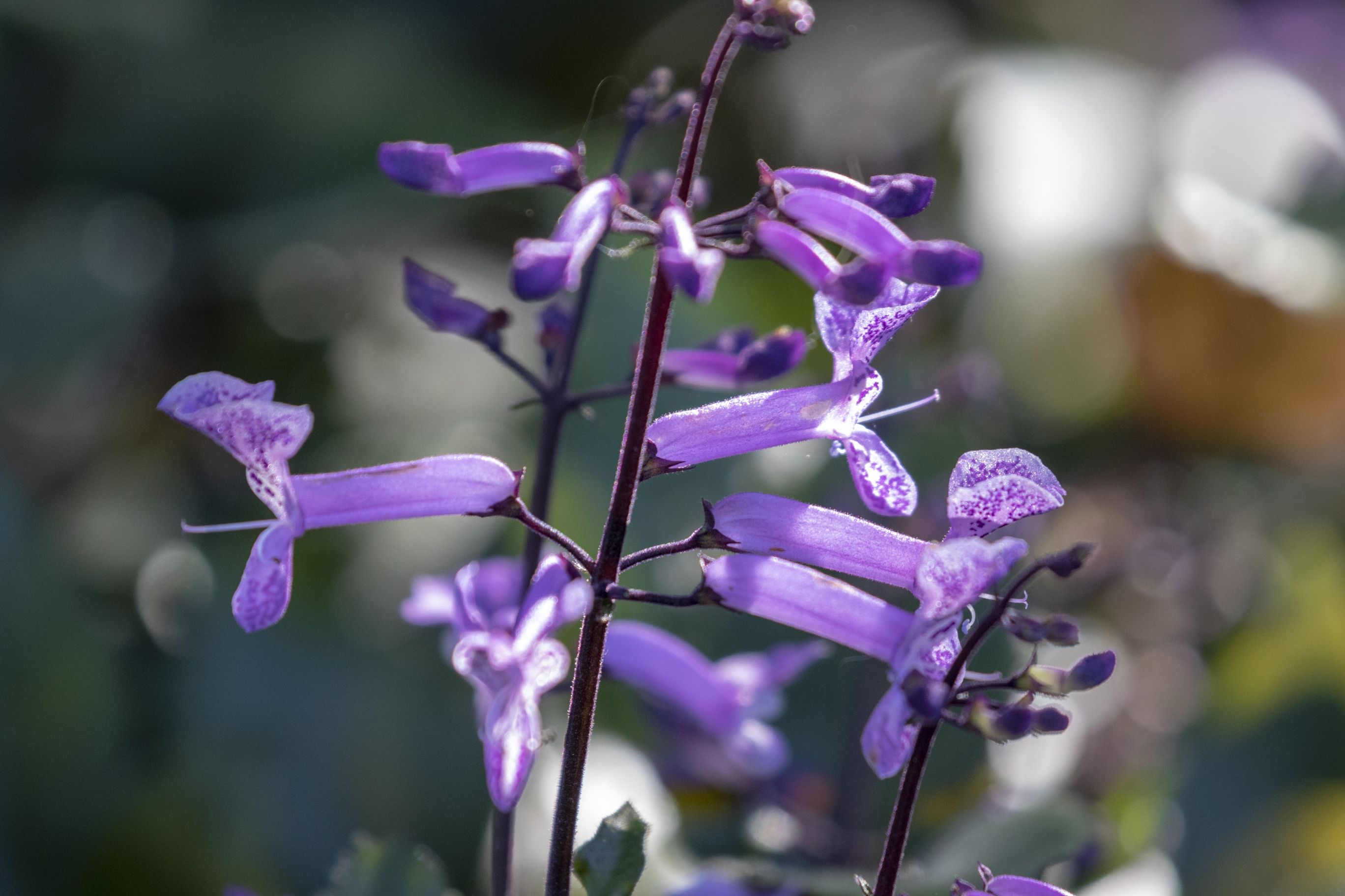 莫娜紫香茶菜vv首发