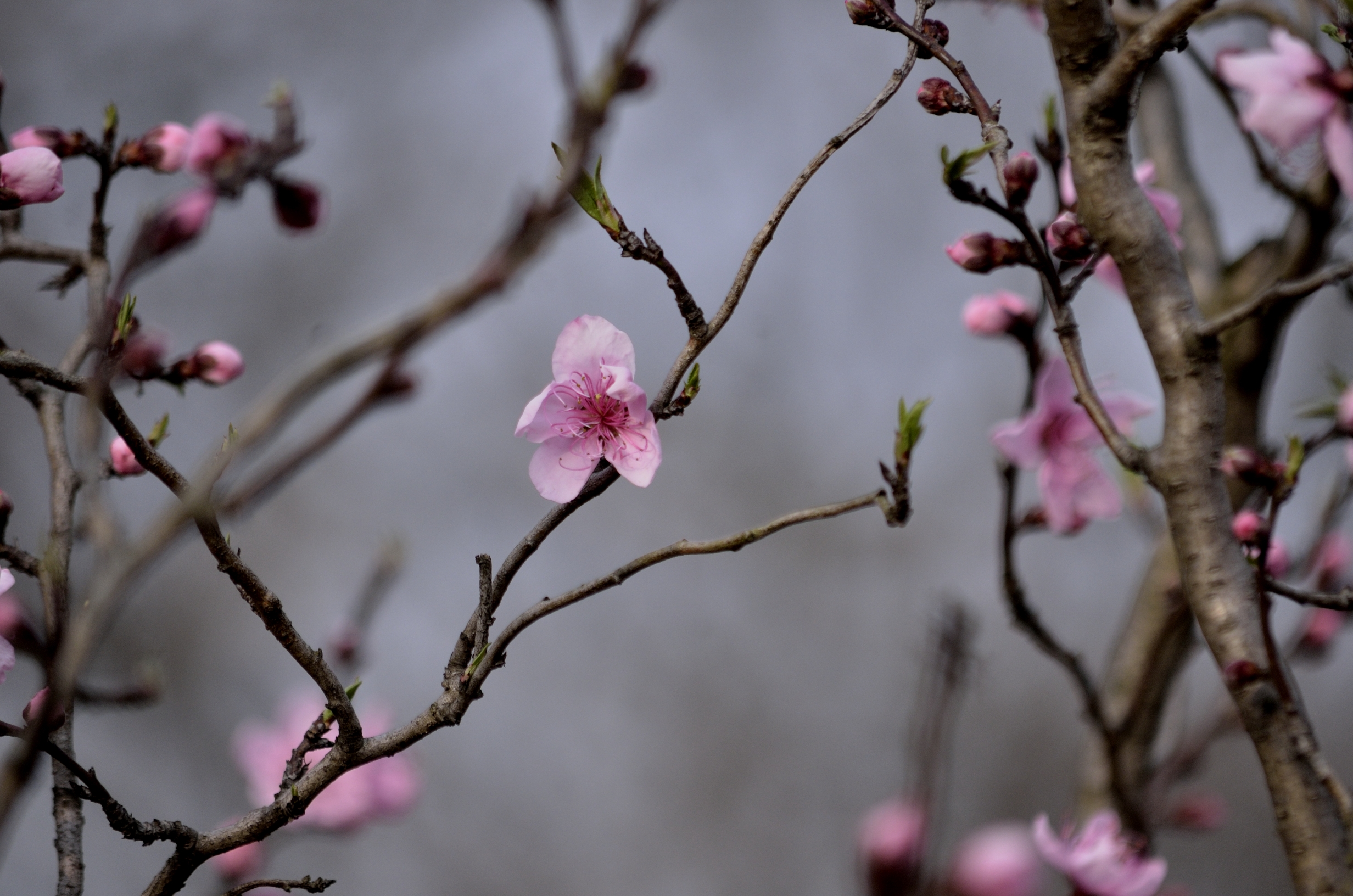 粉花山碧桃二(首发)