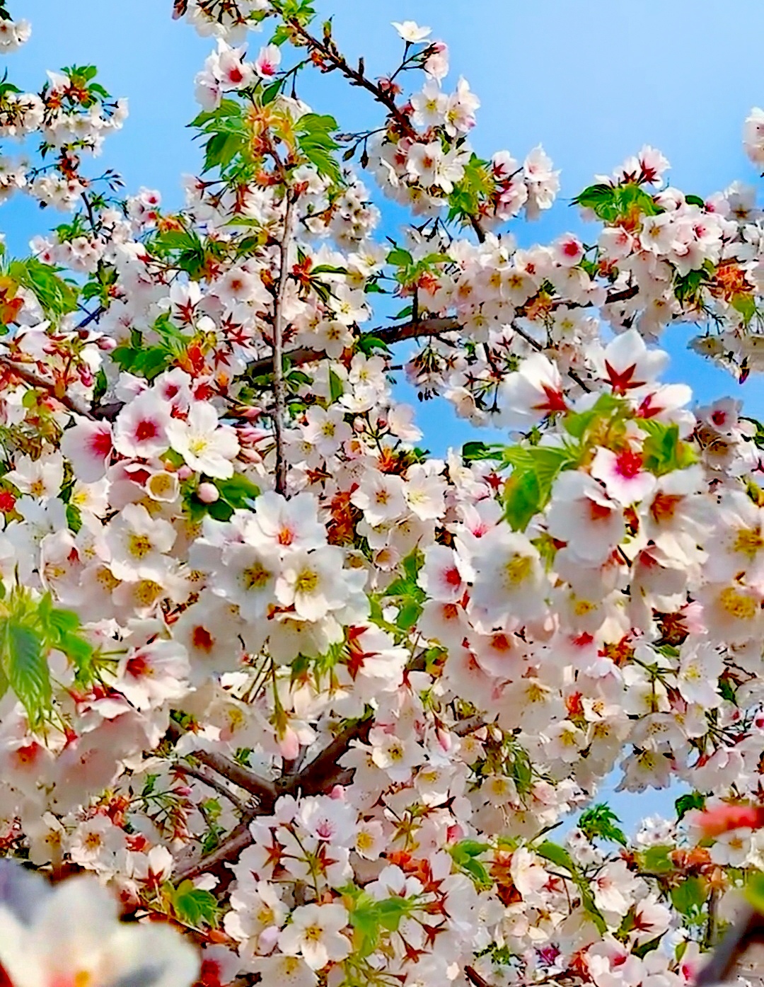 huawei ebg-an00 光圈:--   快门:--   焦距:--   iso:--  《樱花》