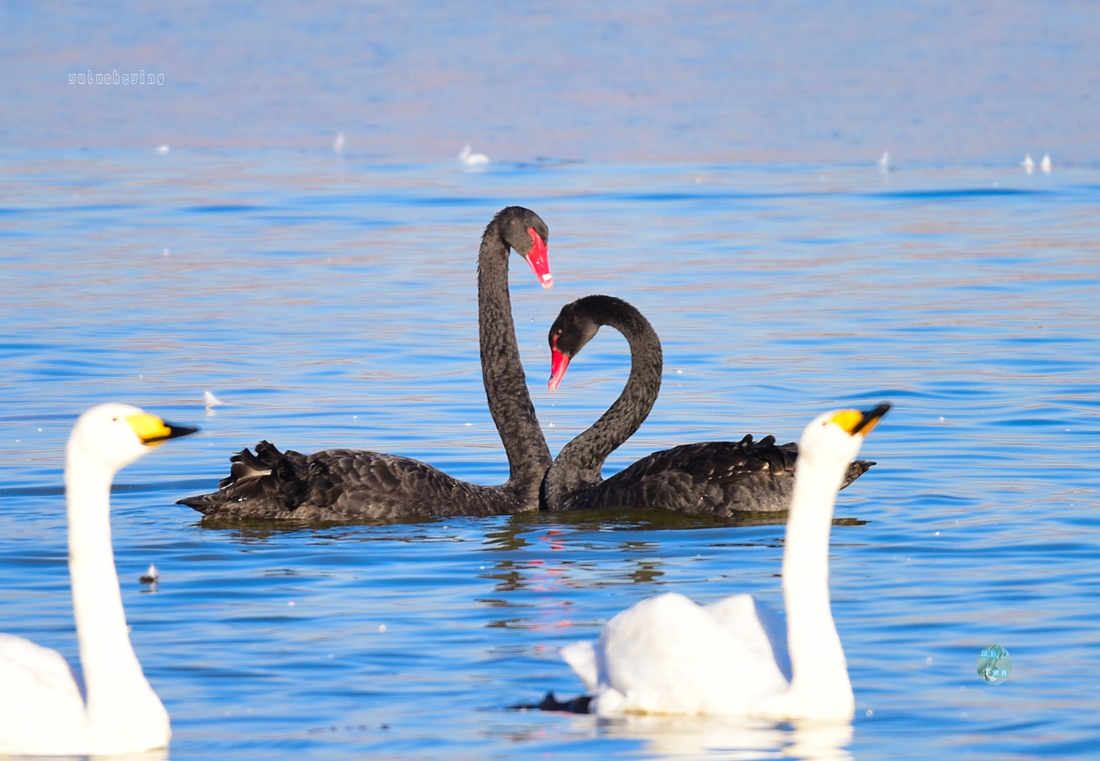 在三门峡天鹅湖白天鹅多,黑天鹅少.有幸我还拍了几张.