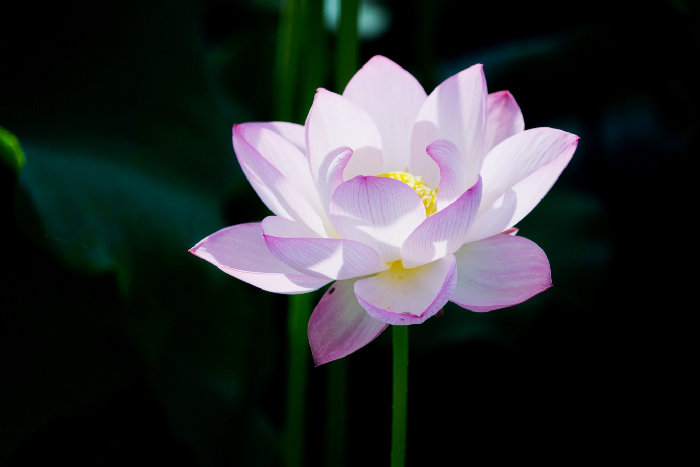 夏日的傍晚,每當漫步公園池塘邊,總會靜靜凝望,白日盛放的蓮花,這時