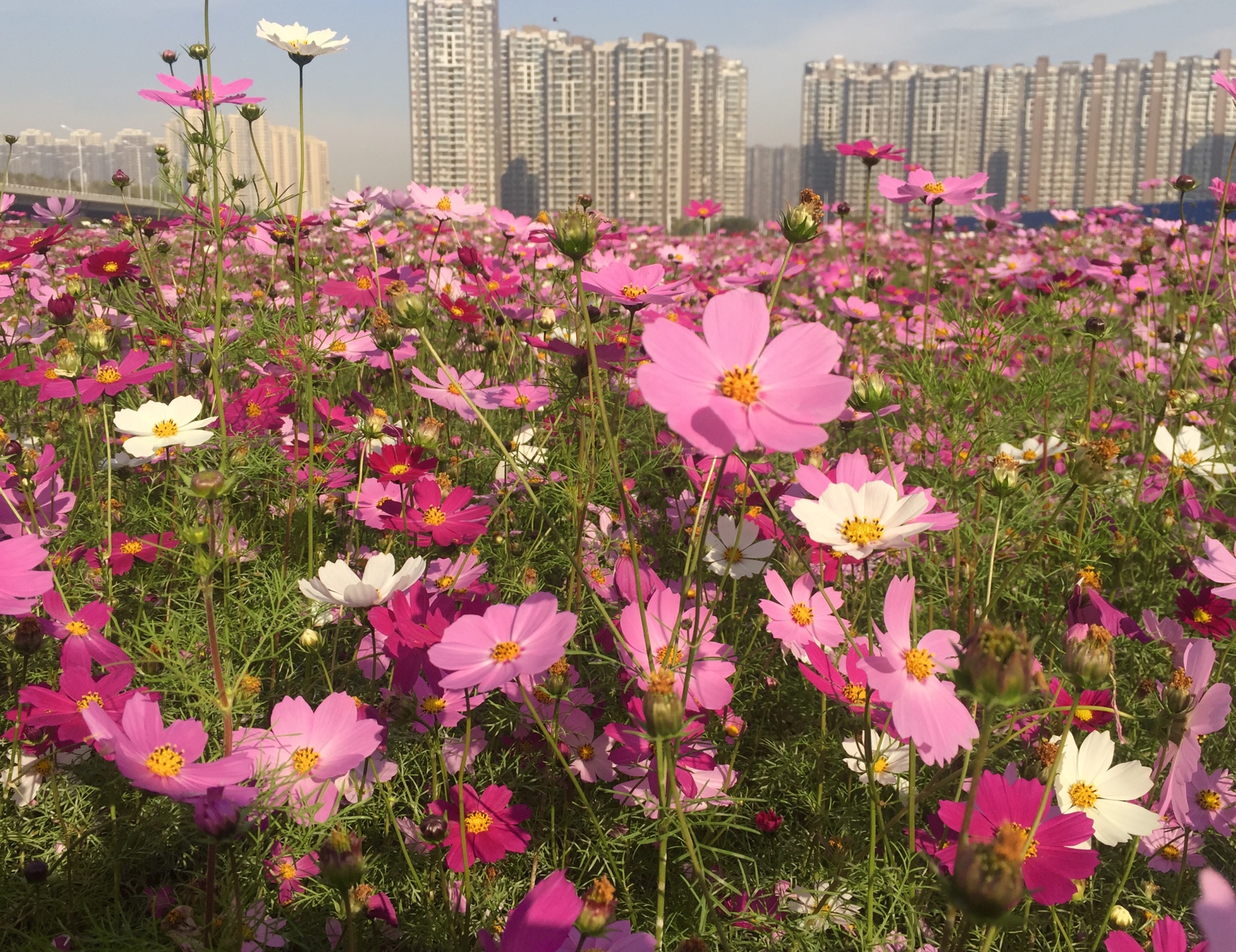 波斯菊花海已盛开!