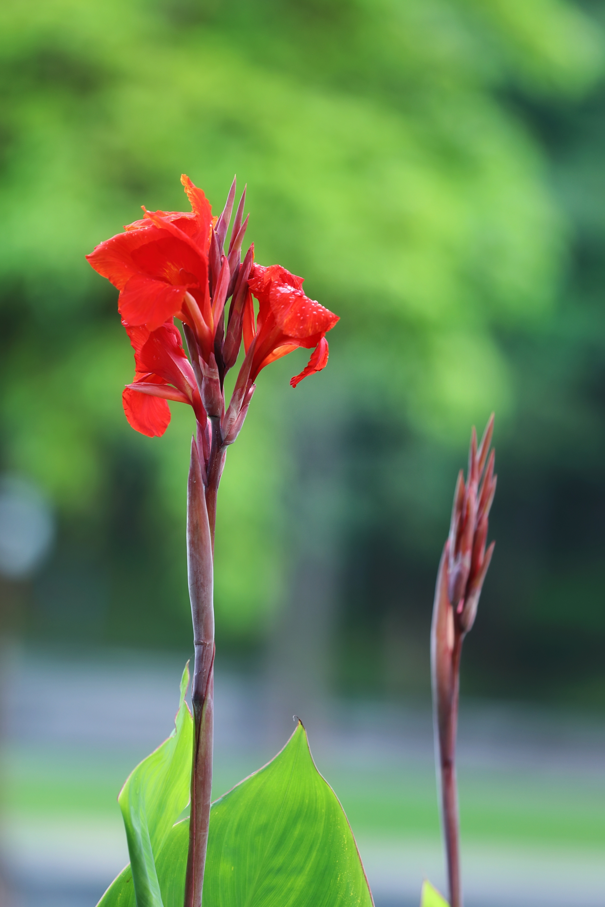 花坛皇后美人蕉