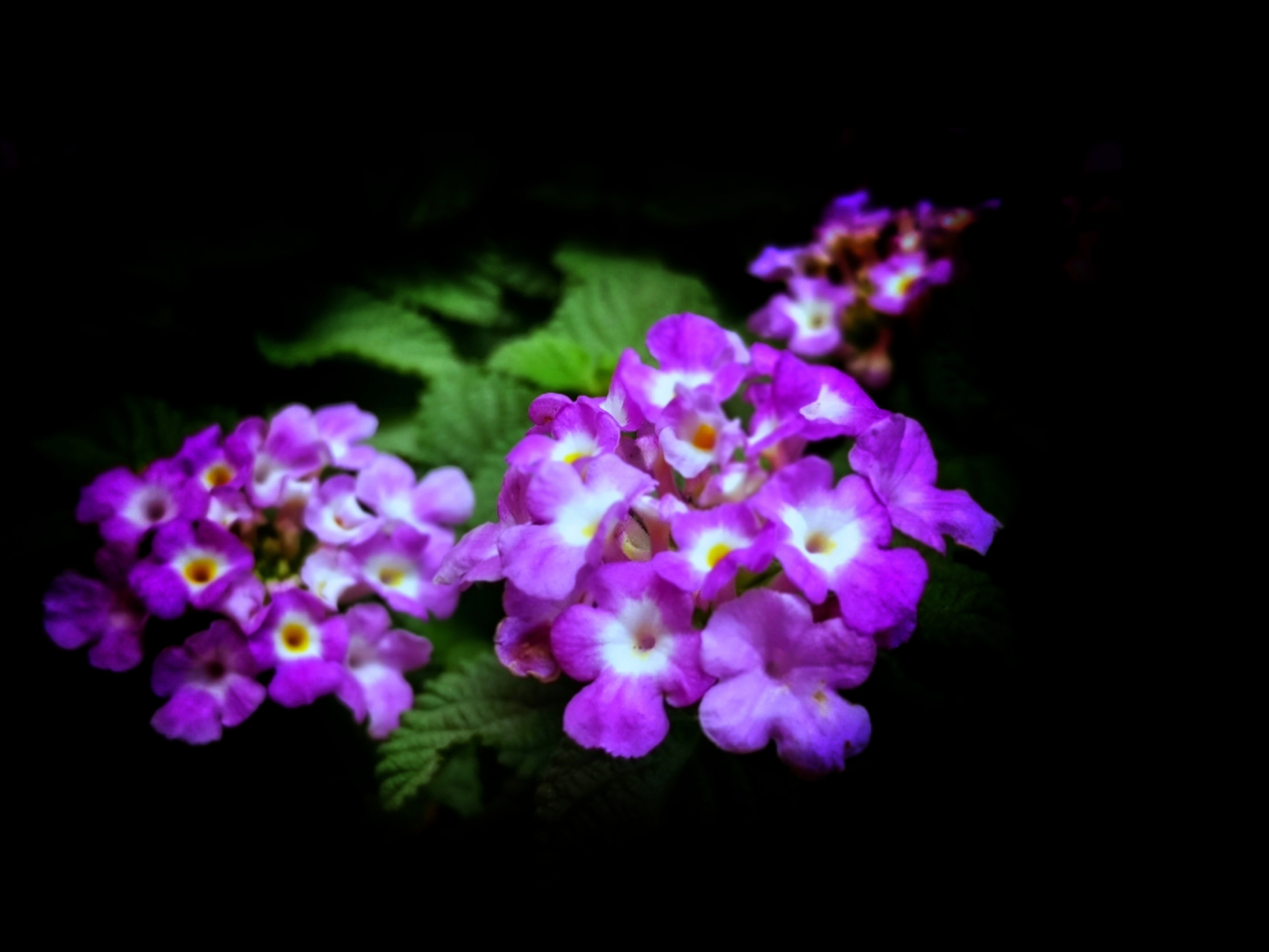 花名臭草花颜美丽首发