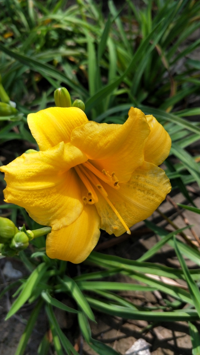 金黄色的黄花菜花美极了!