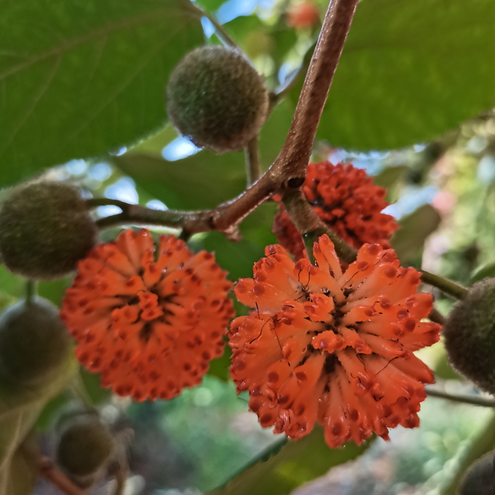 构桃你们见过吗首发