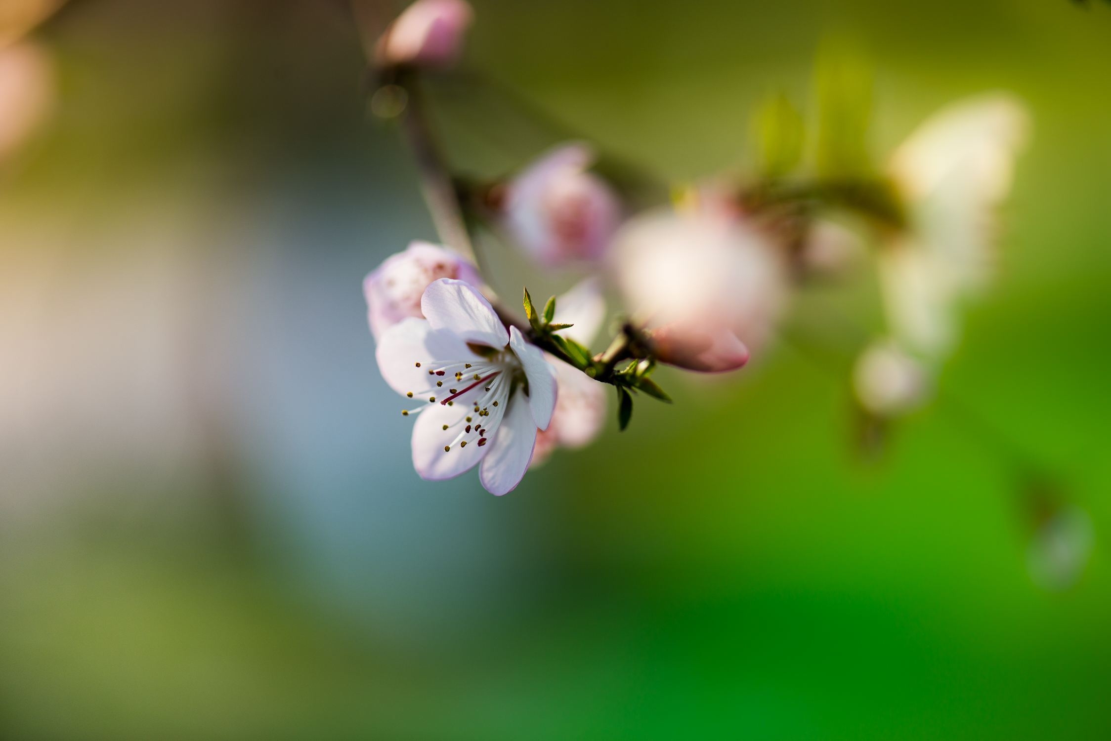 更漏子丨春四月