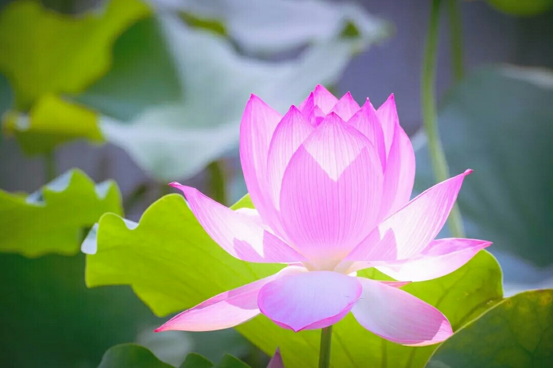 净莲花开,渡一世情缘