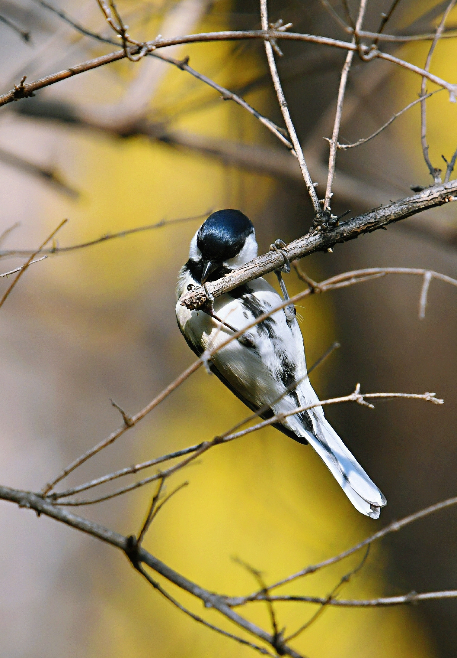 寻虫吃的大山雀(首发原创)