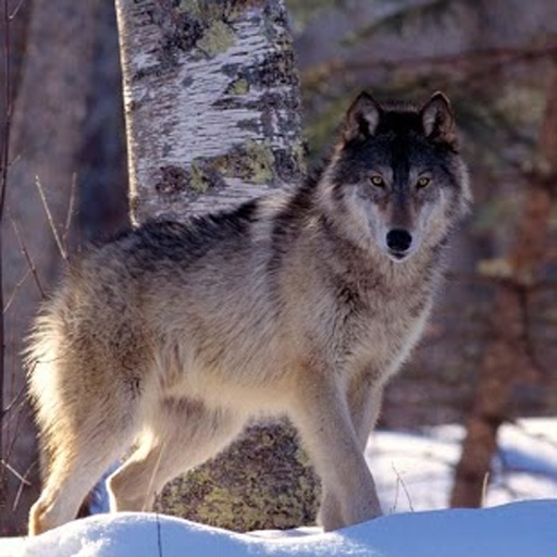 猎狼作者闫国瑞朗读远方的寂静