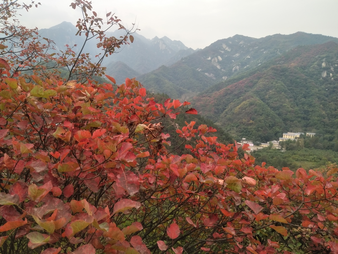 武安红叶岭风景区图片