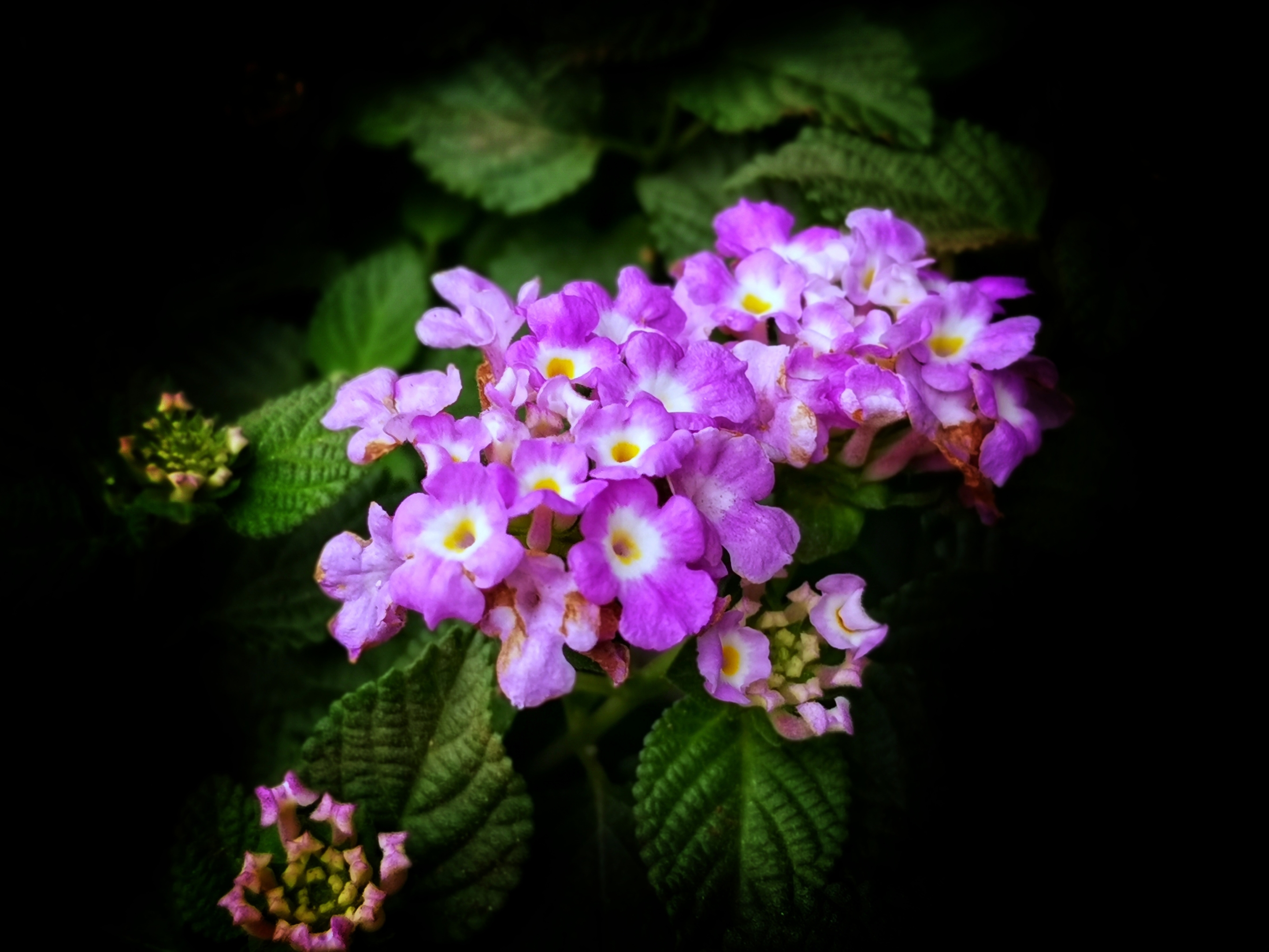 花名臭草花颜美丽首发