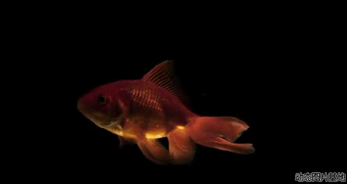 500_266gif 动态图 动图